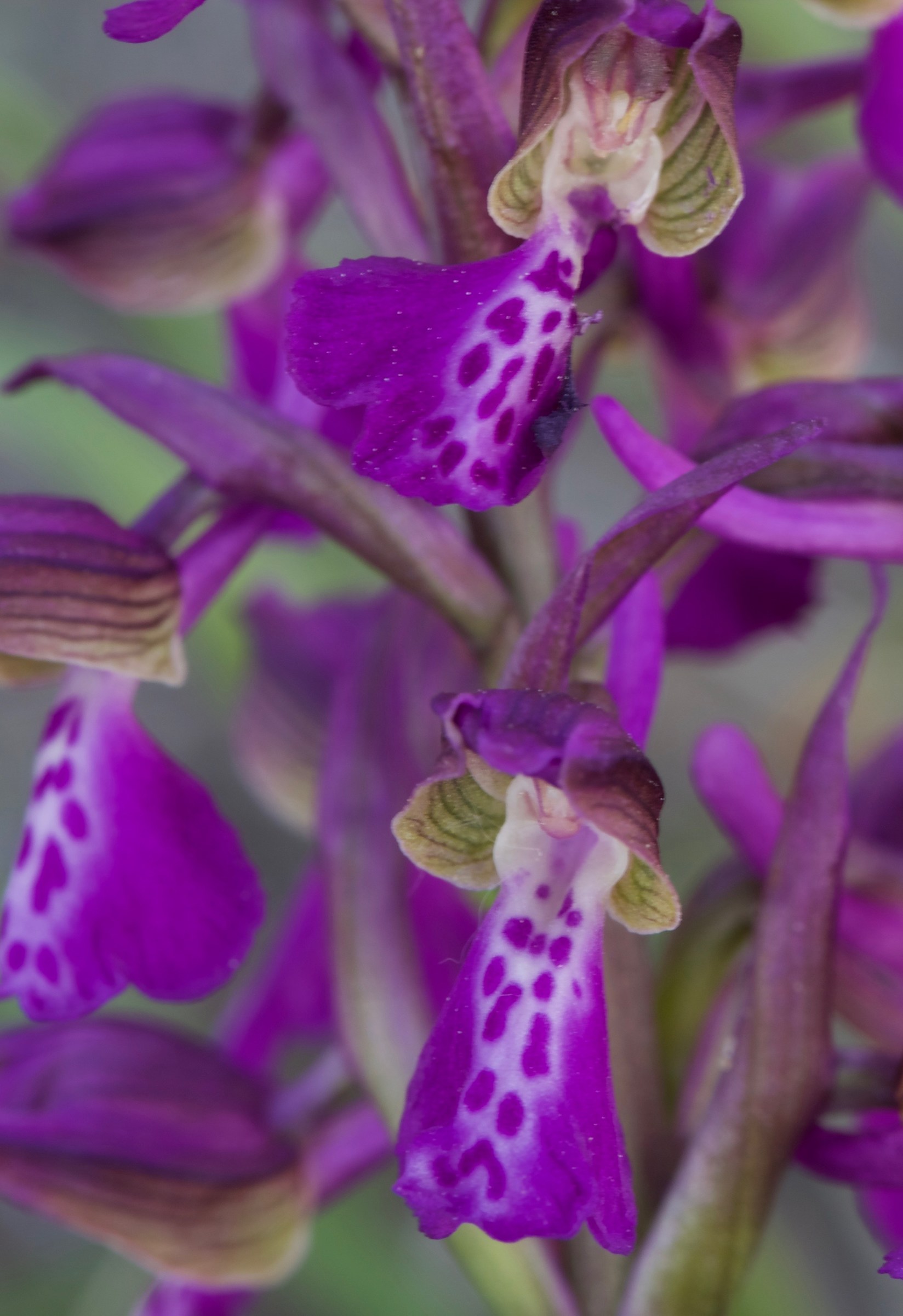Anacamptis morio (Albaretto Torre)