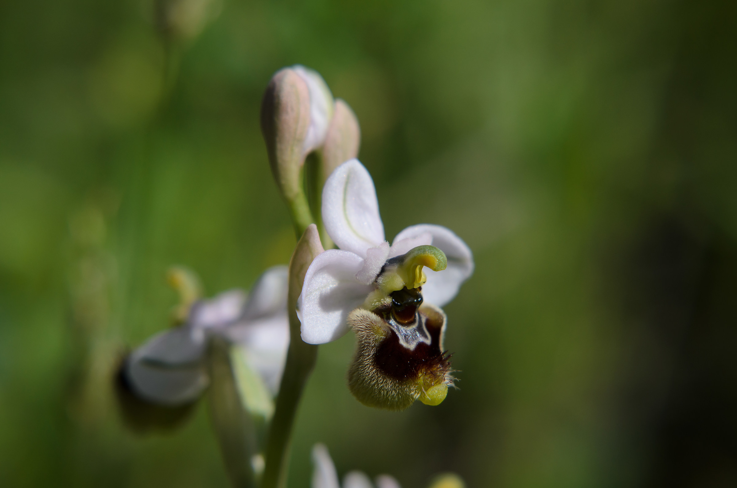 Ophrys