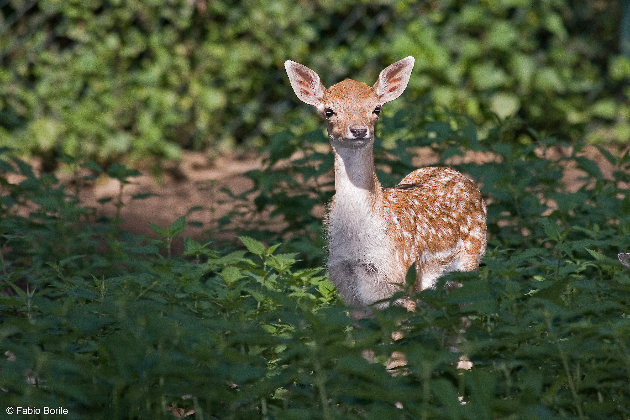 Fallow deer