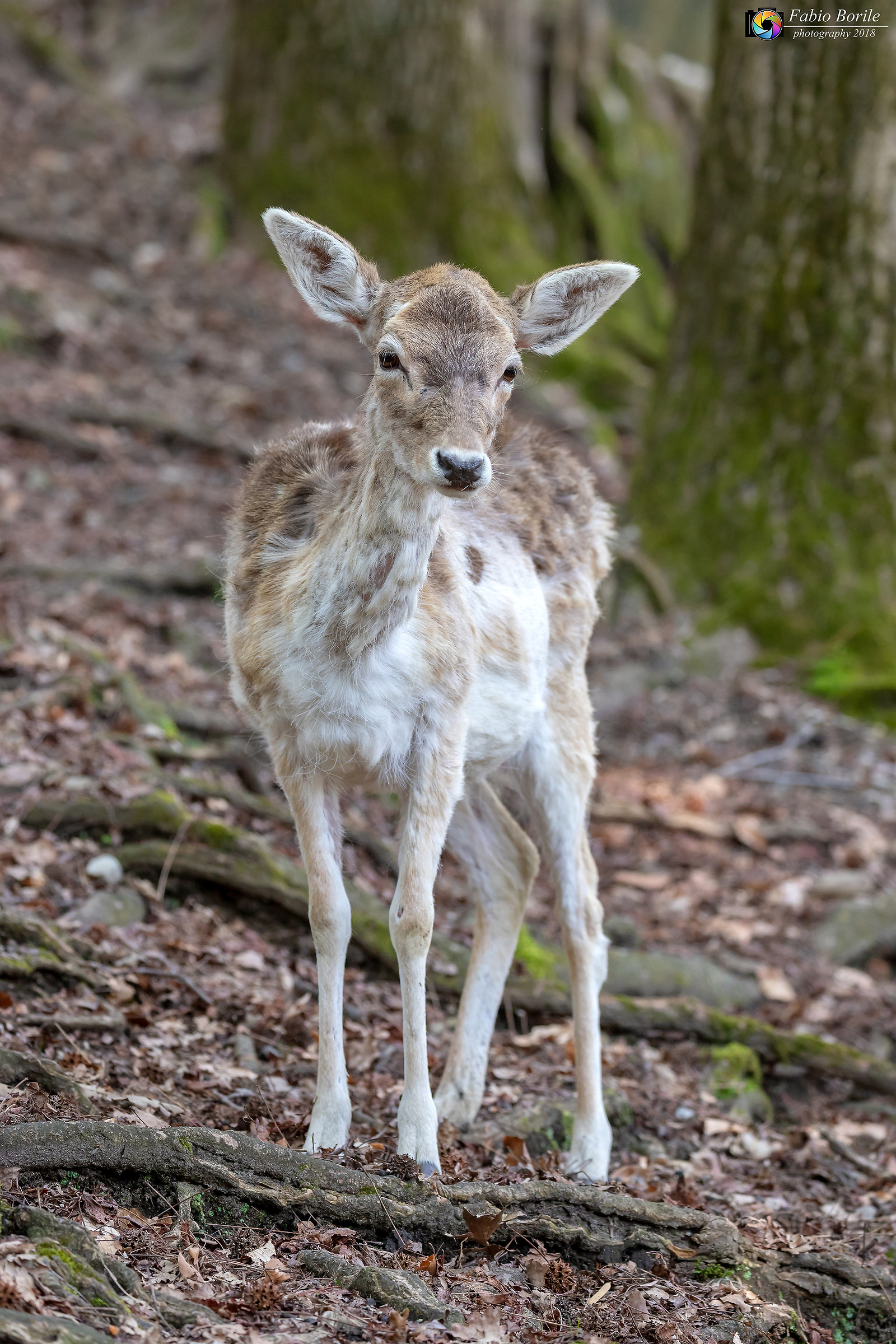 Fallow deer