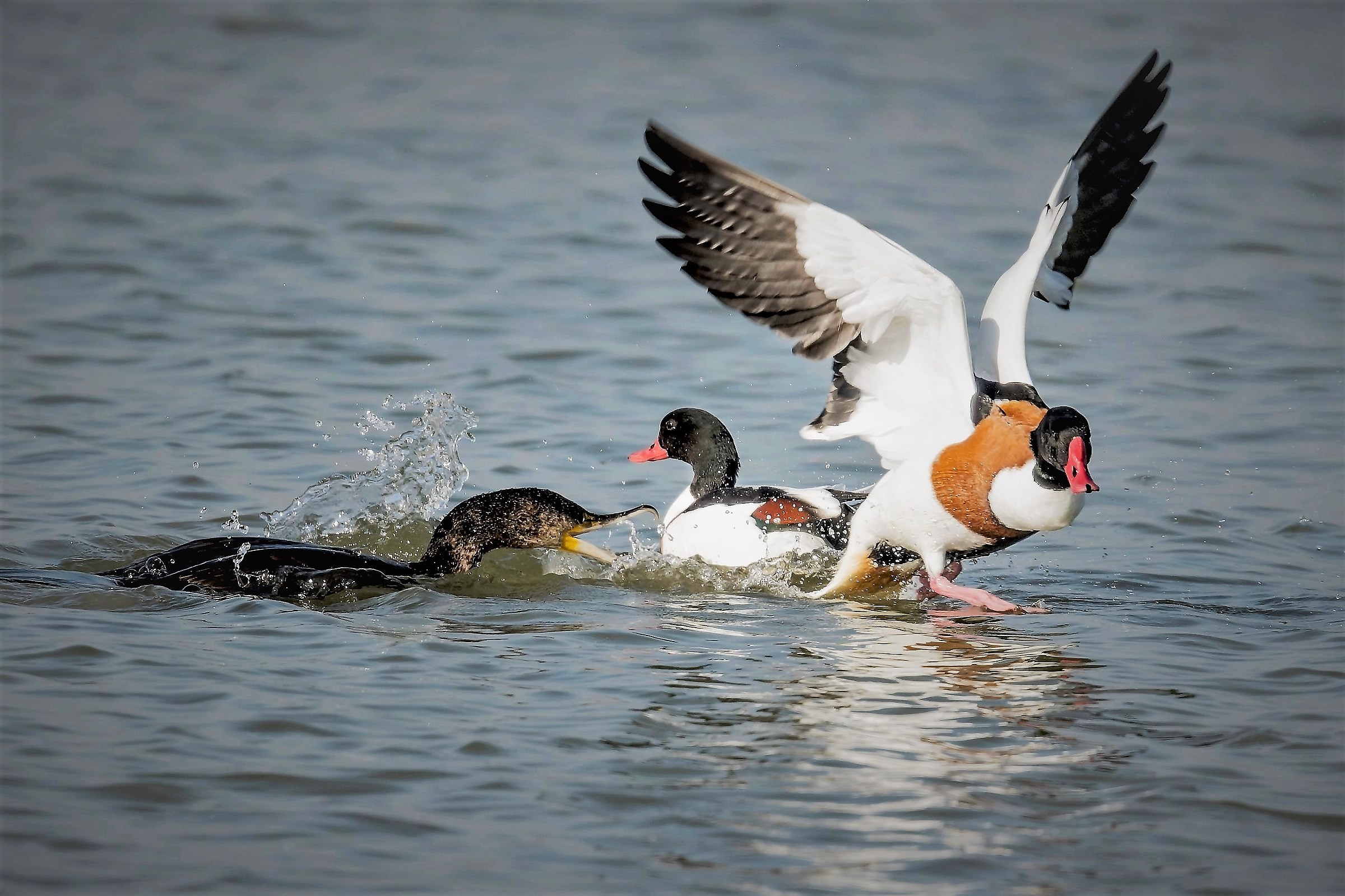 il solito cormorano con carattere difficile