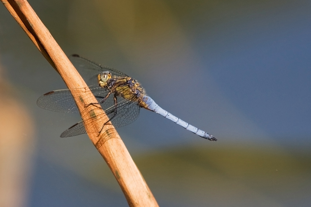 Aesna (Aeshna cyanea)?