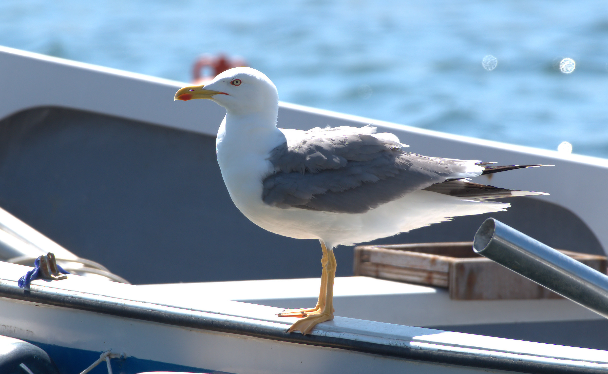 Seagull