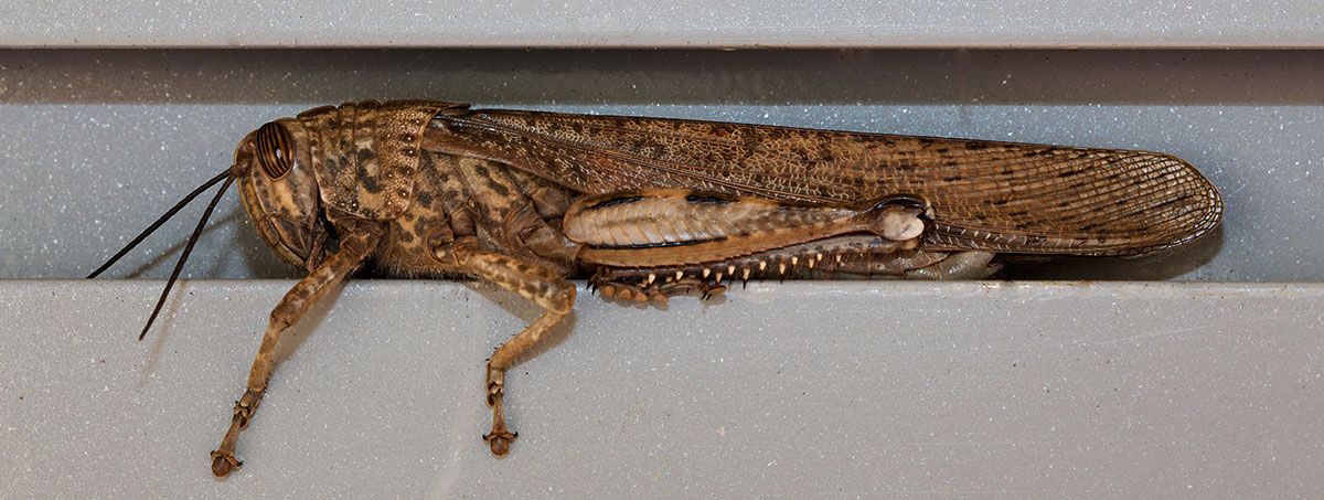 Locust ... to 2.30 of height.