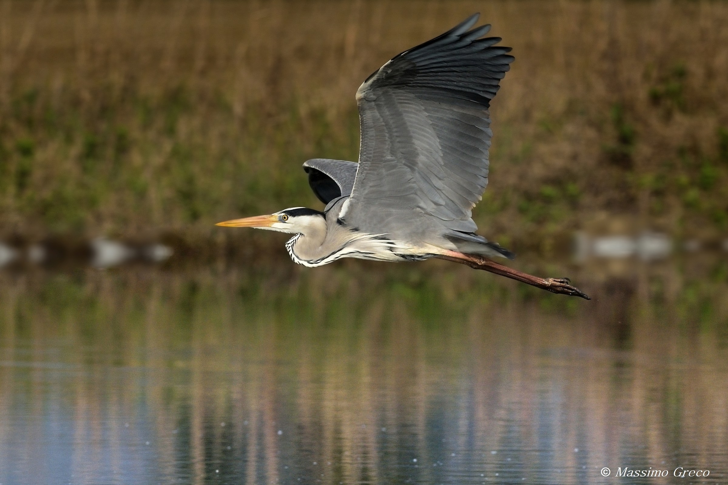 Grey heron (Ardea cinerea)