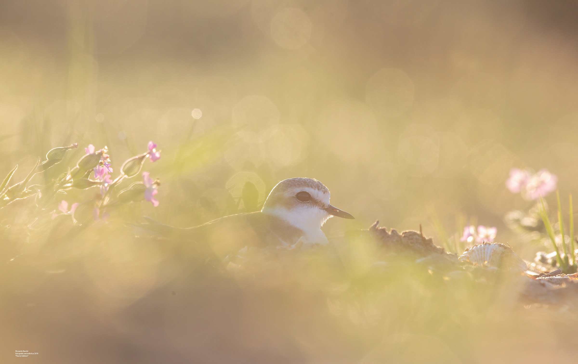 Le dune dell'Adriatico