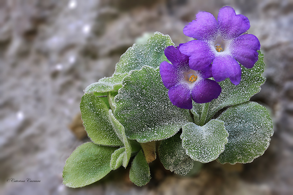 Primula Albenensis