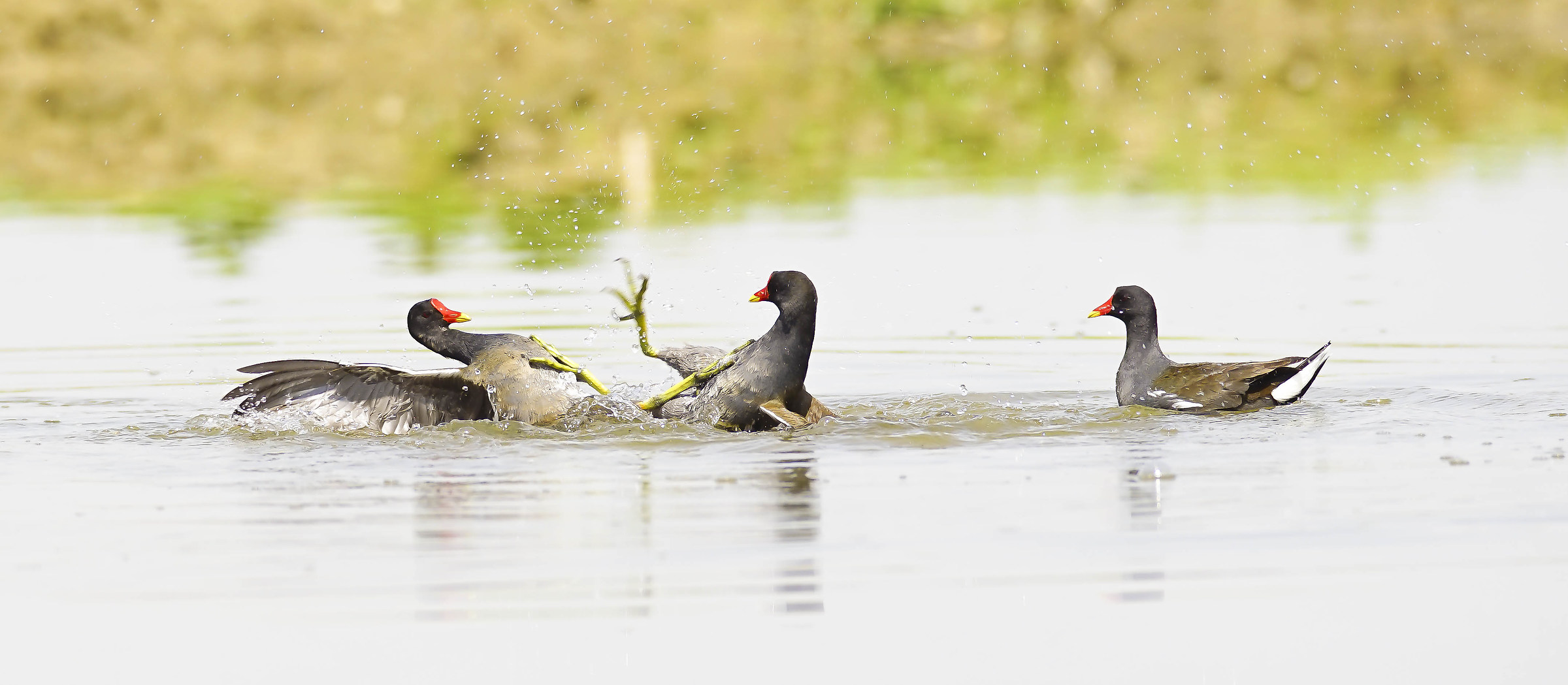 tra i due litiganti... il terzo guarda