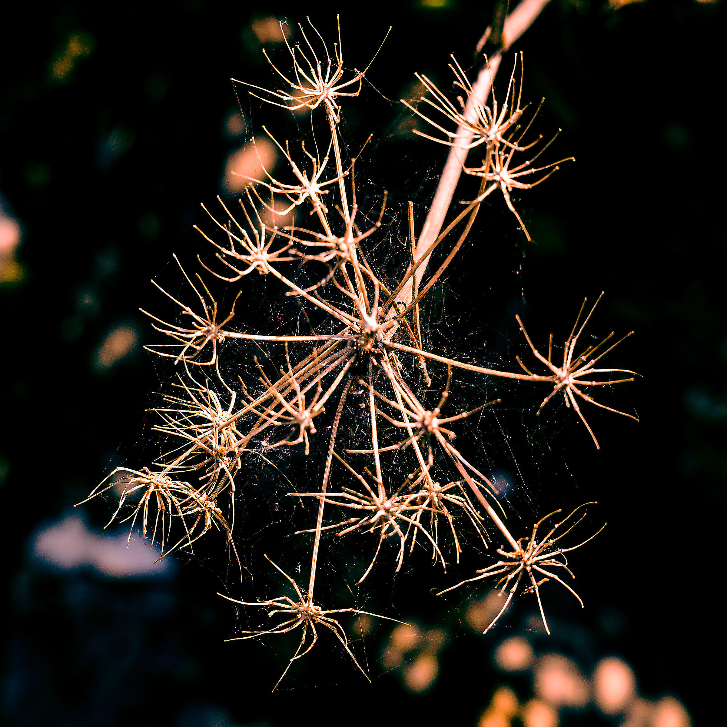 And where is the spider?