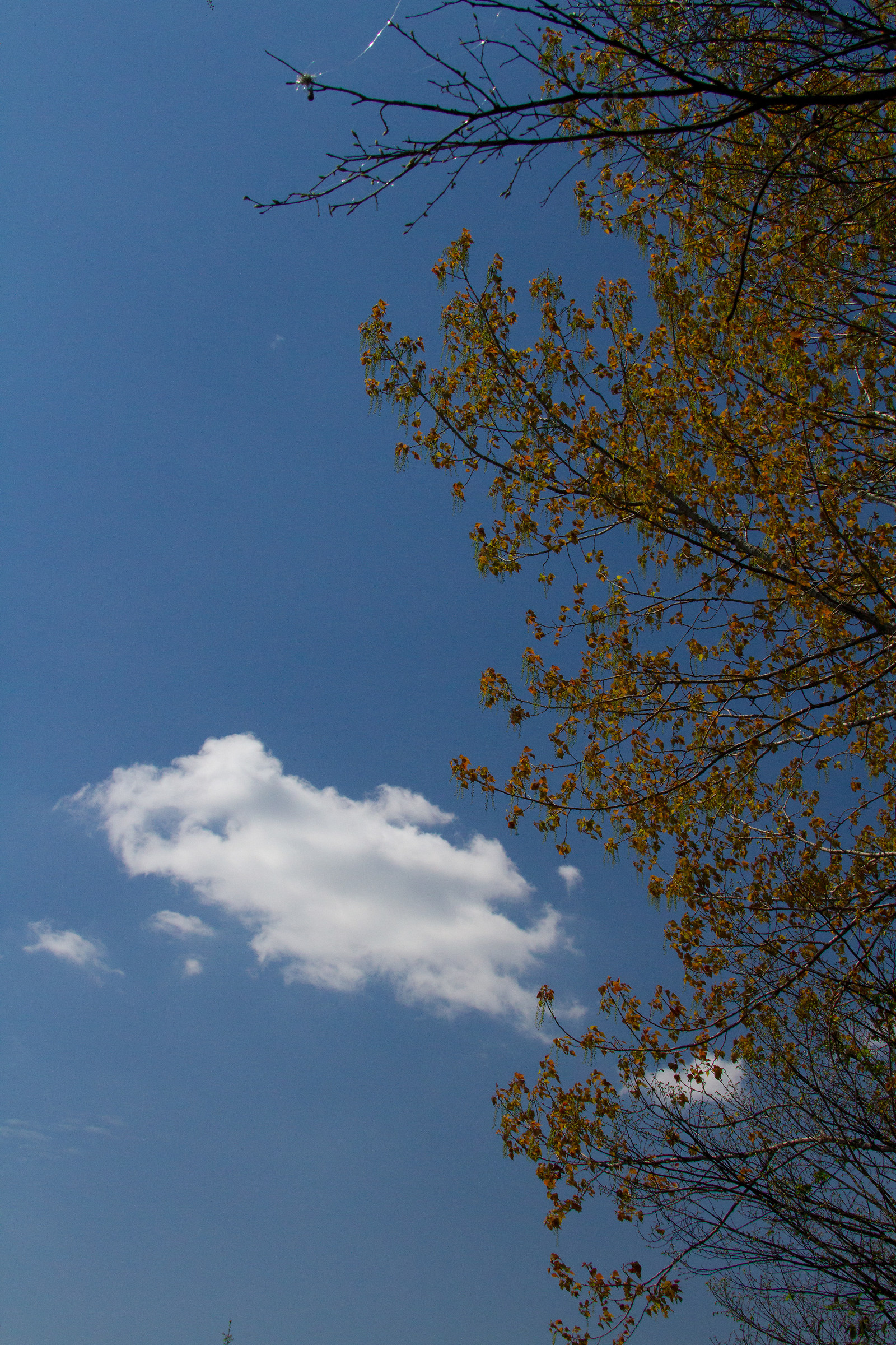 pensieri -- thoughts