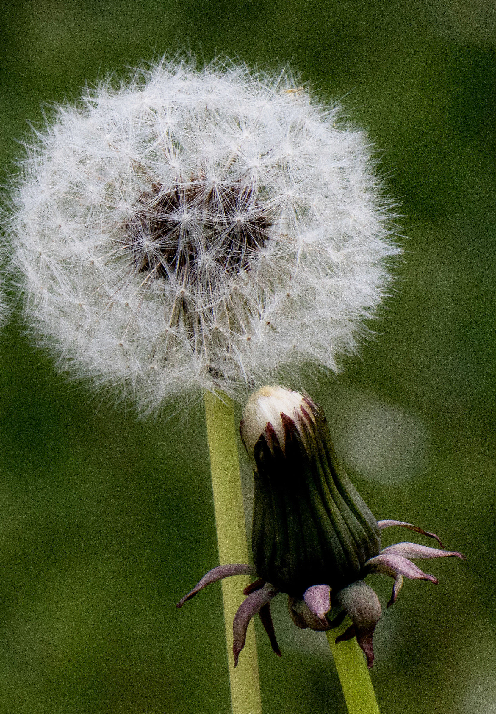 Taraxacum officinalis, dandelion