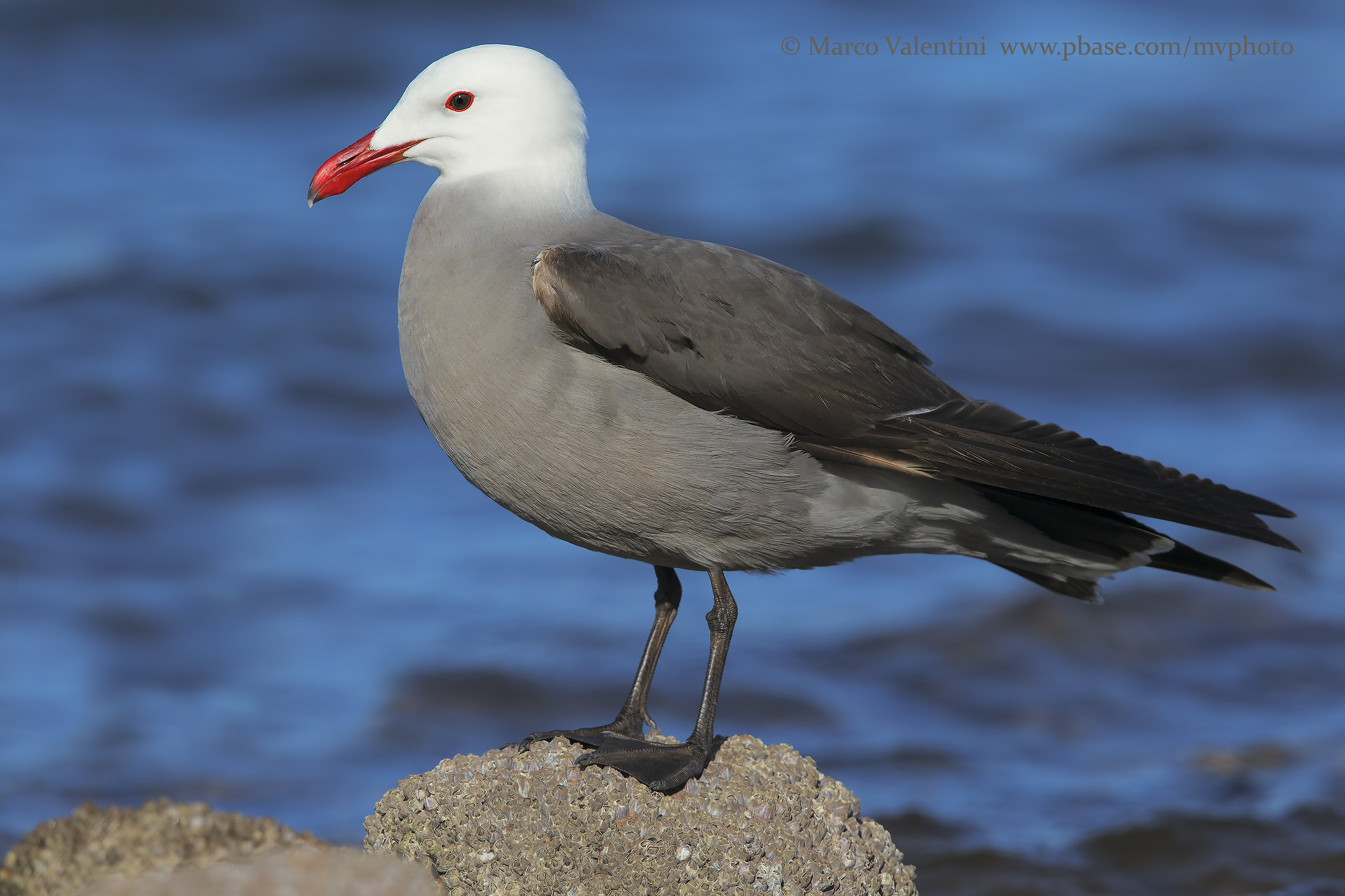 The Seagull in the world