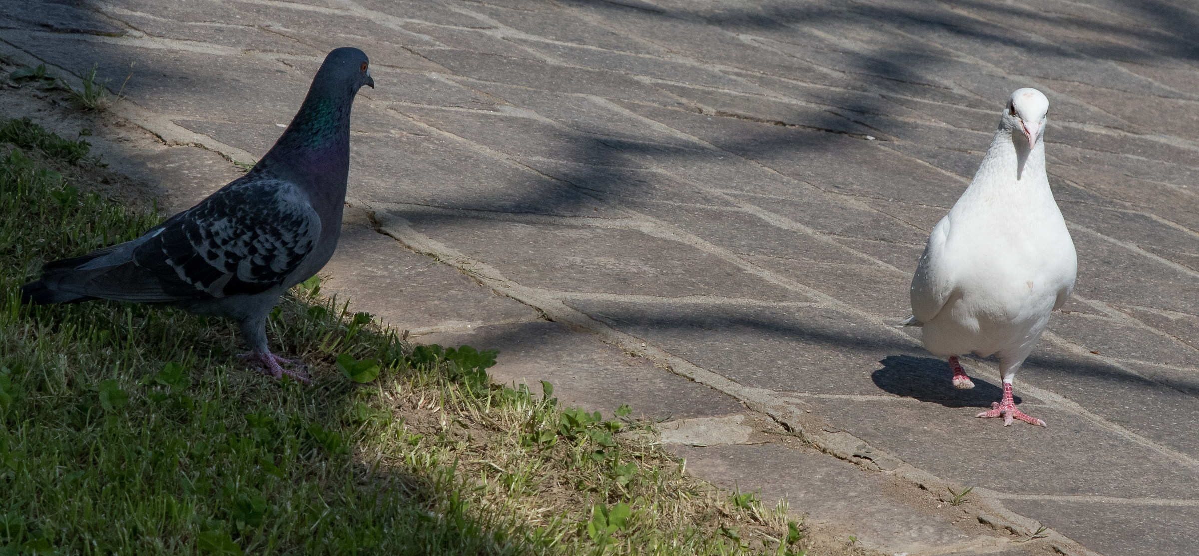 Il passaggio della Diva