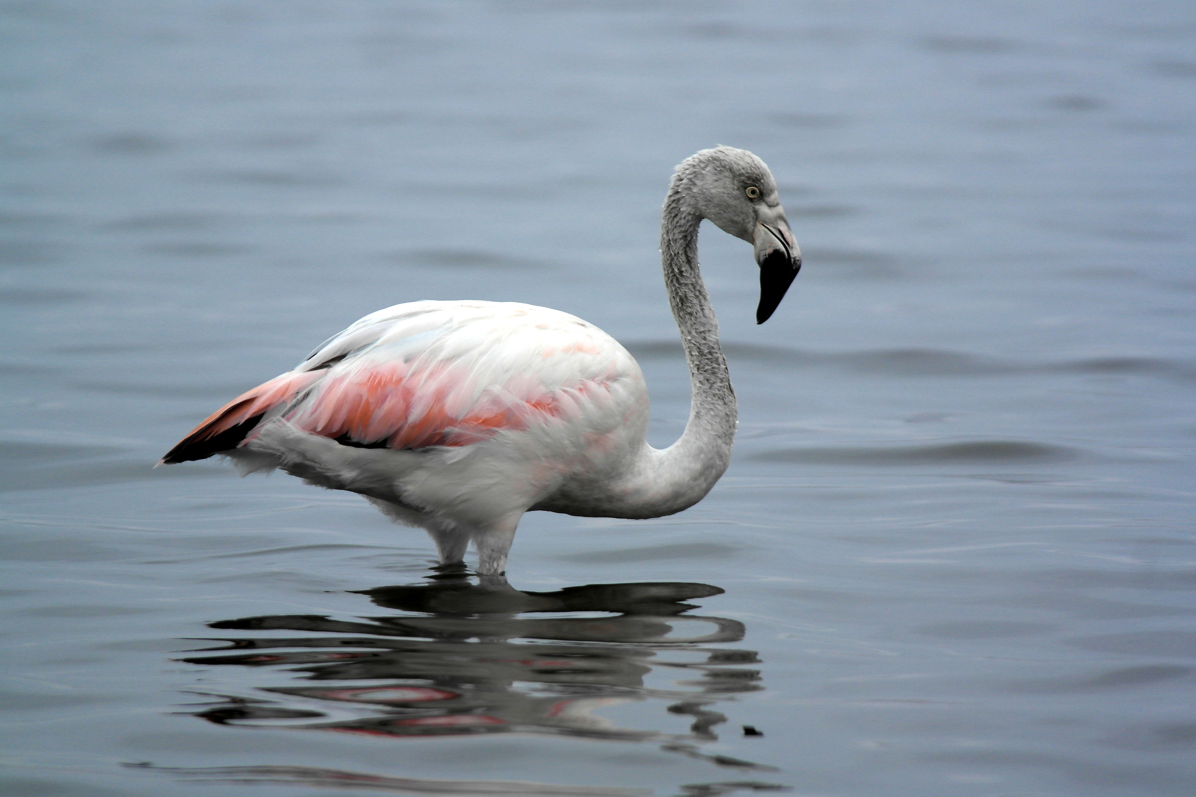 Paracas natural reserve, Peru