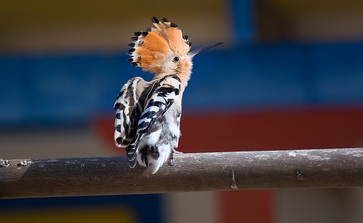 ***** Stretching *****
