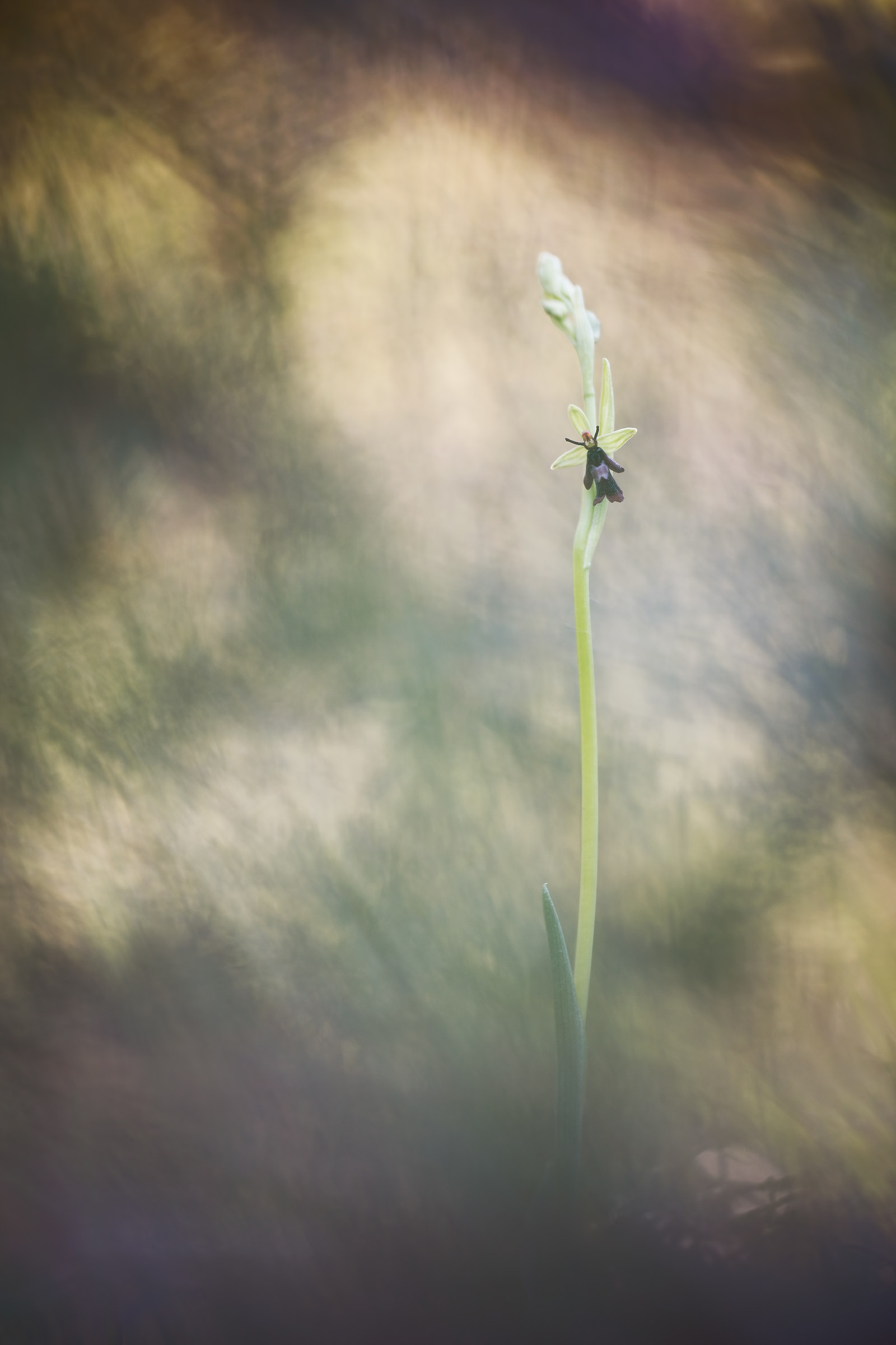 Ophrys insectifera