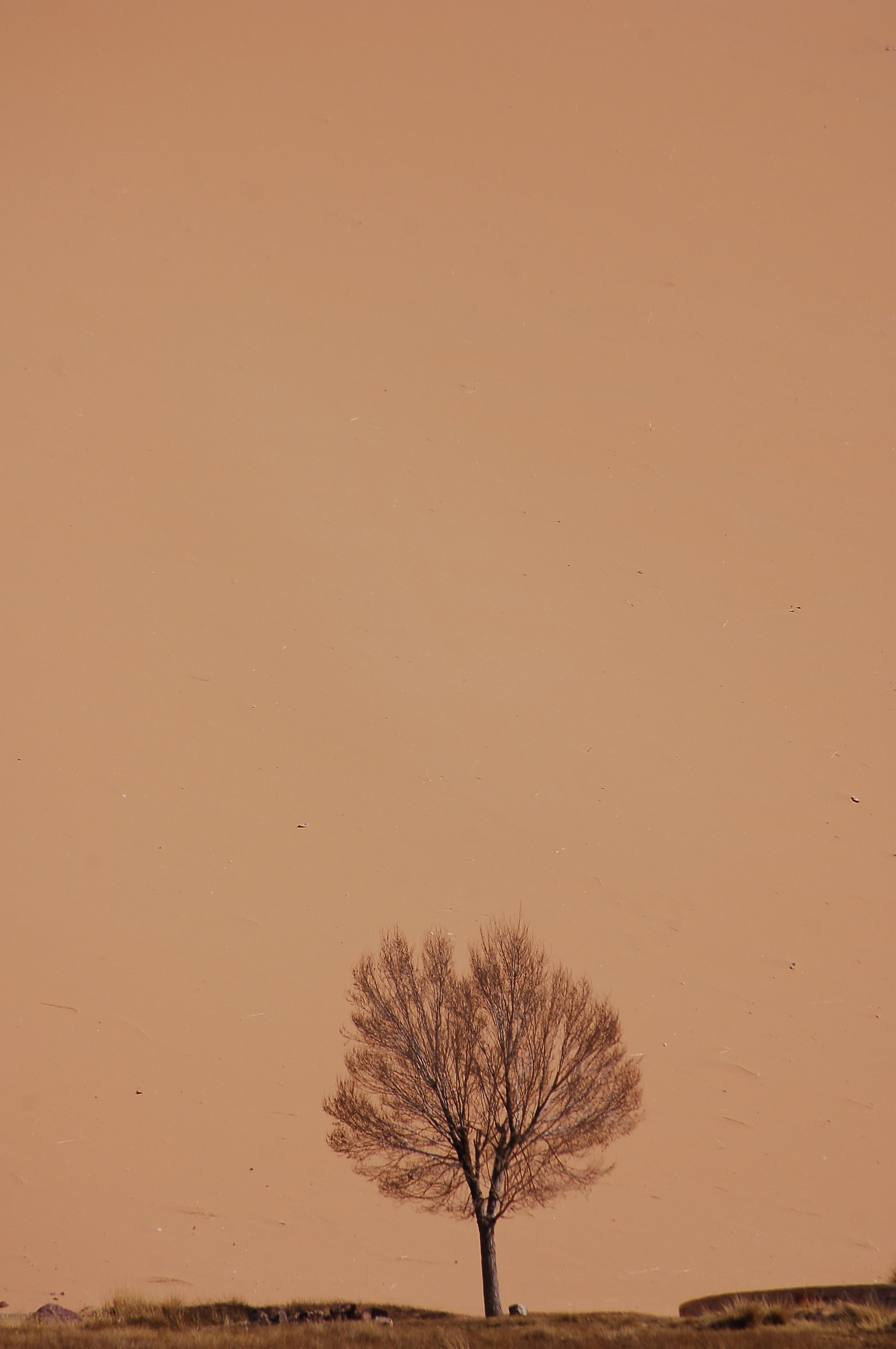 L'albero del deserto