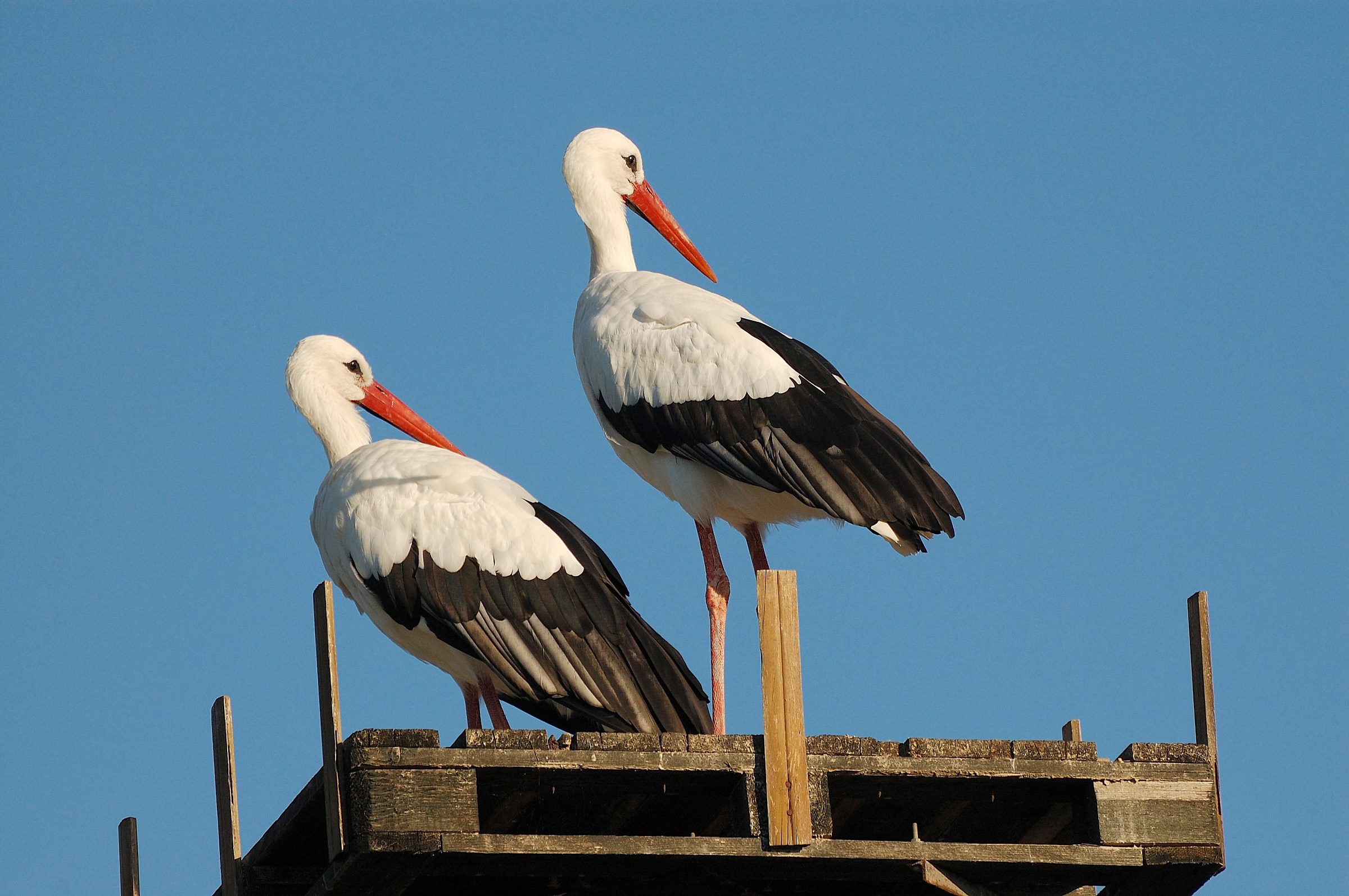 storks
