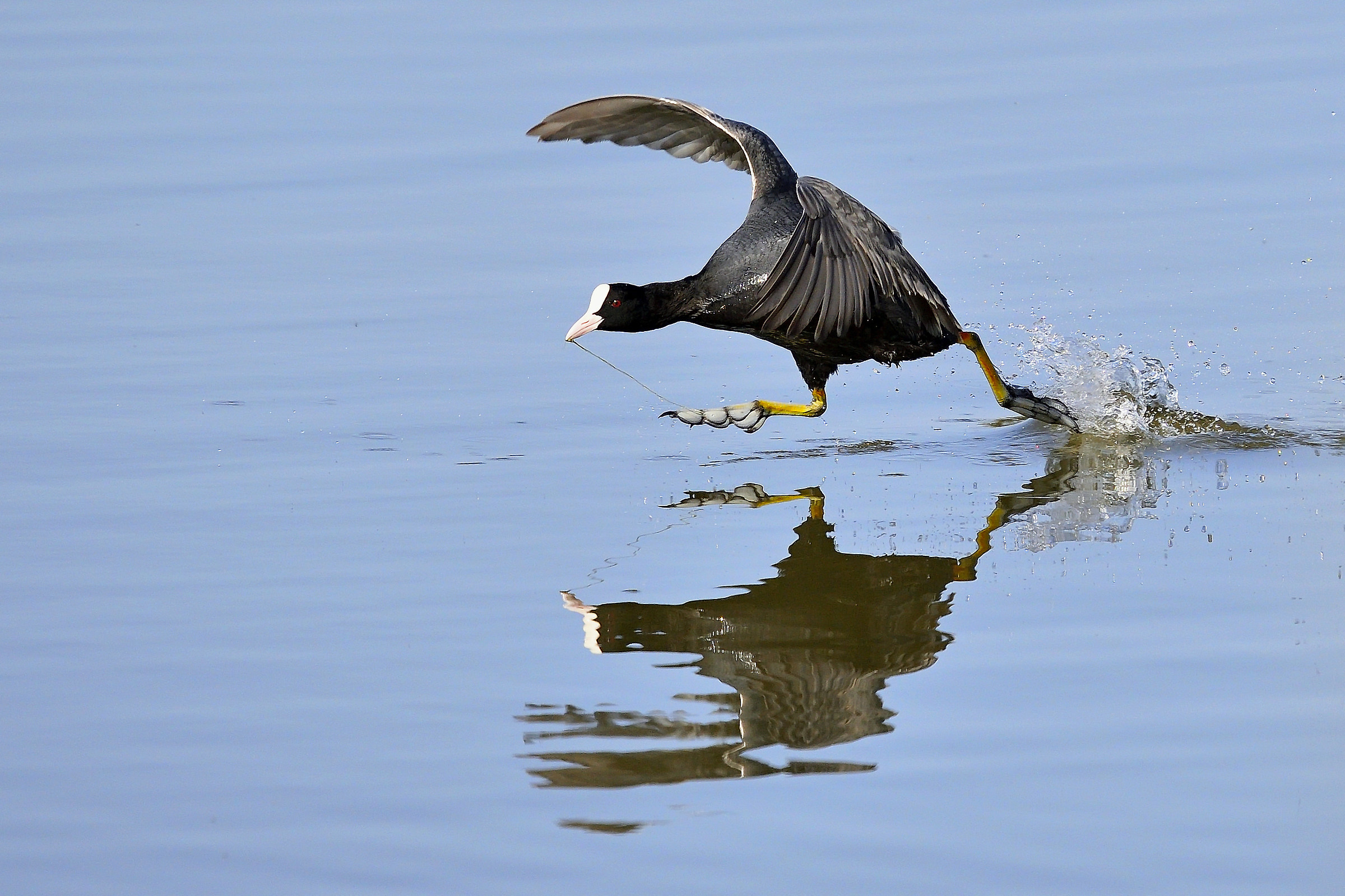 guai a chi si avvicina!!!
