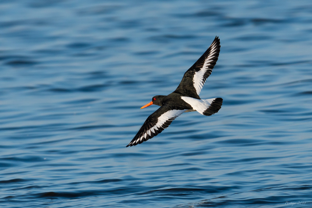 Oystercatcher