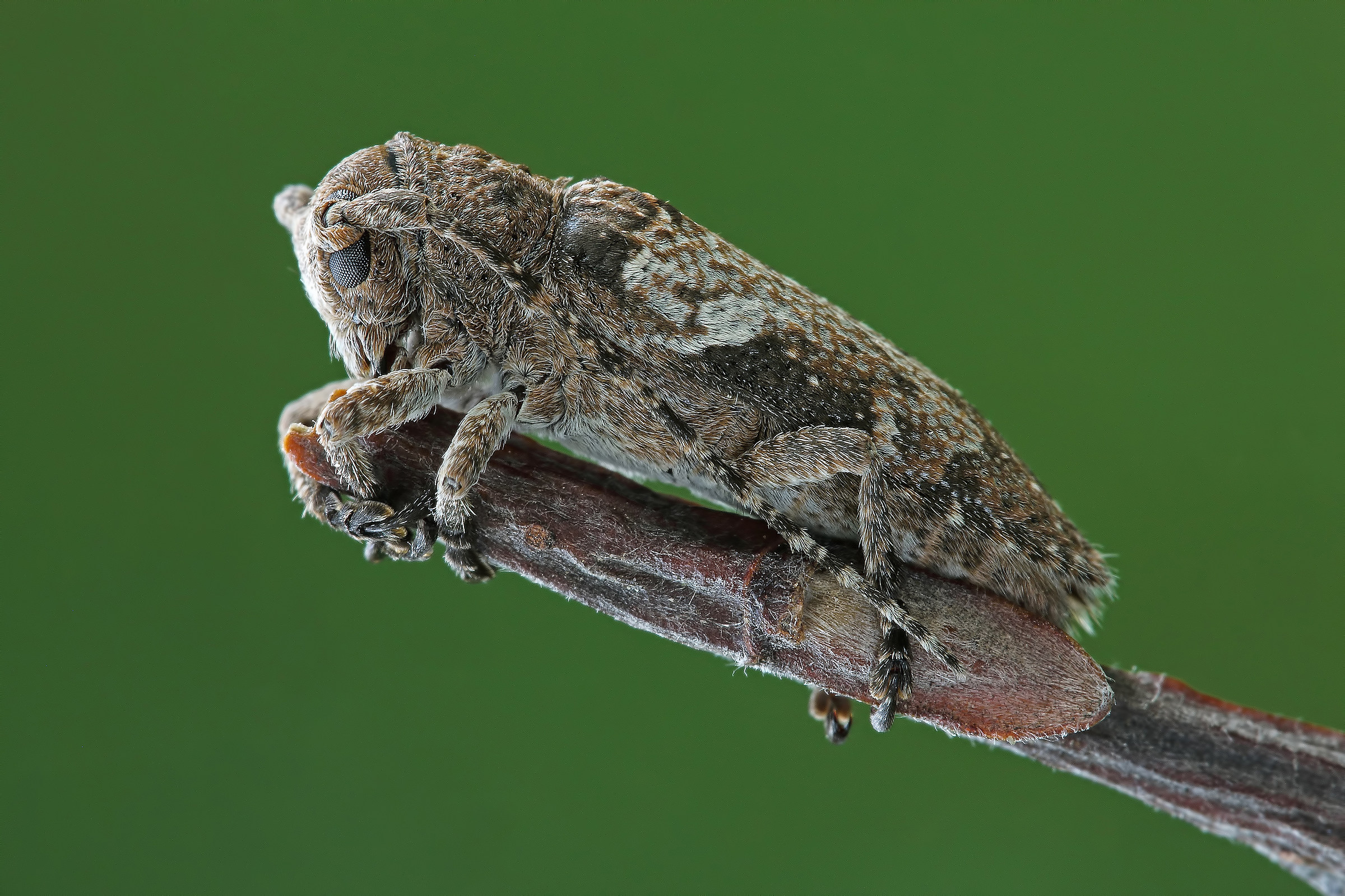 ...non è una farfalla !