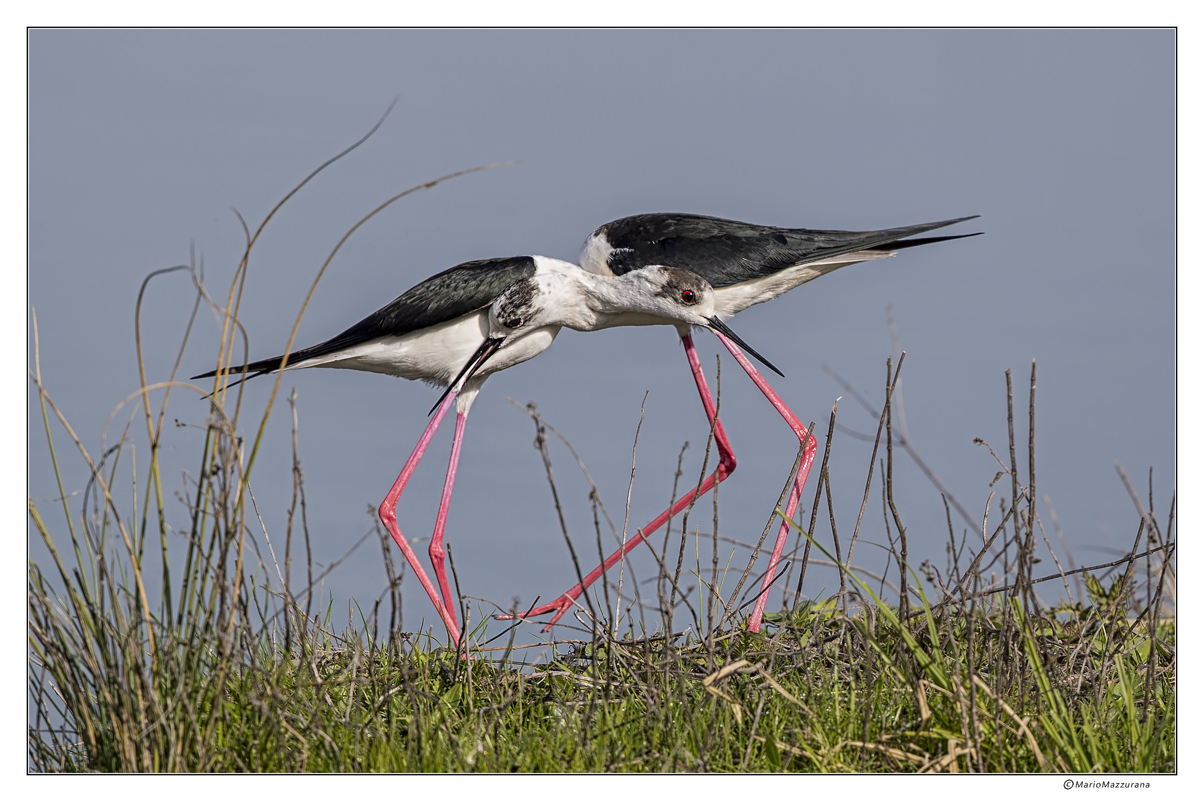 Cavaliere d'Italia  "Intreccio"