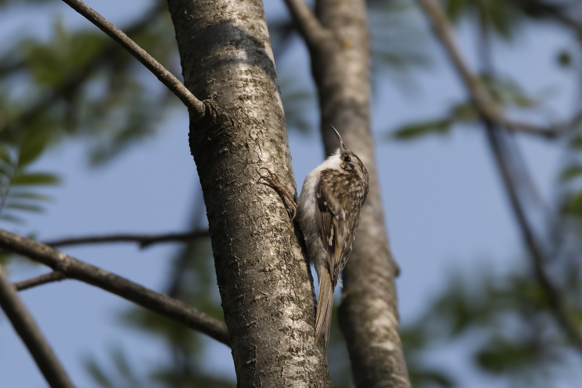 Common treecreeper