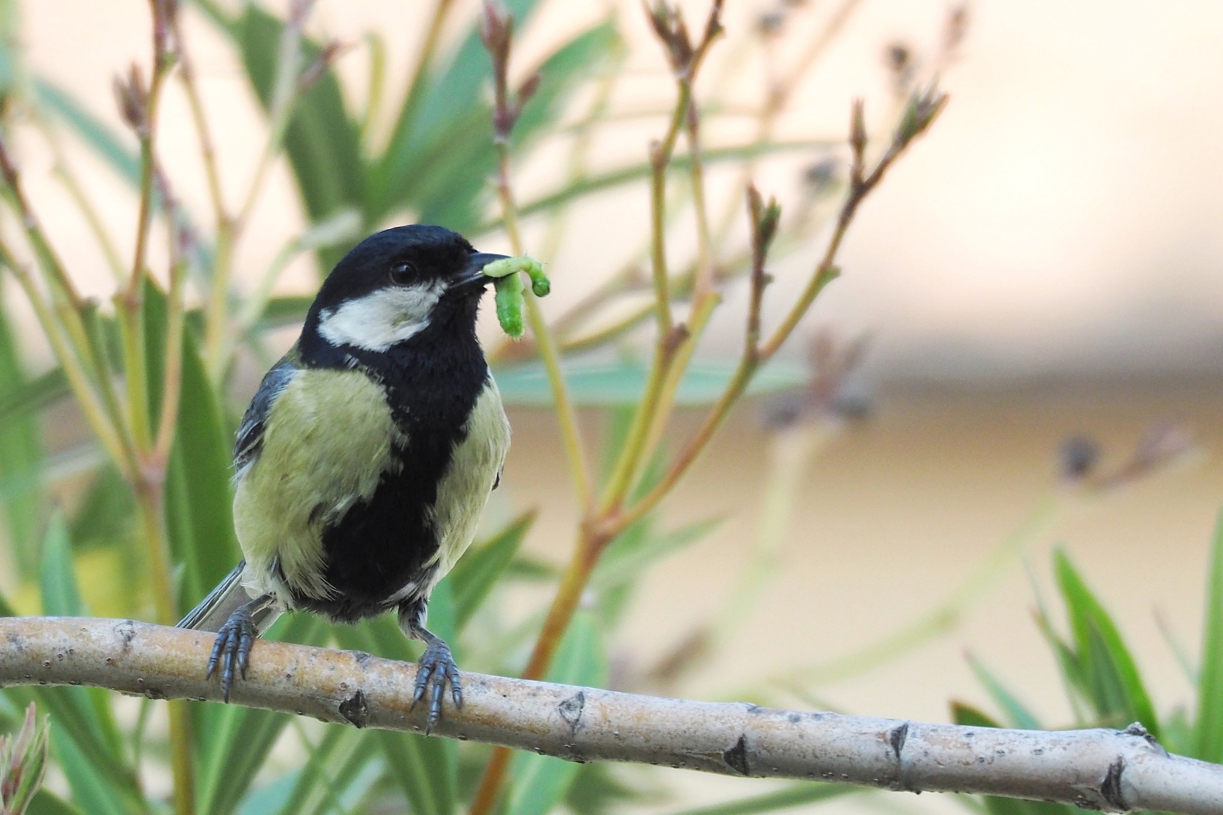 Il classico bruco verde.