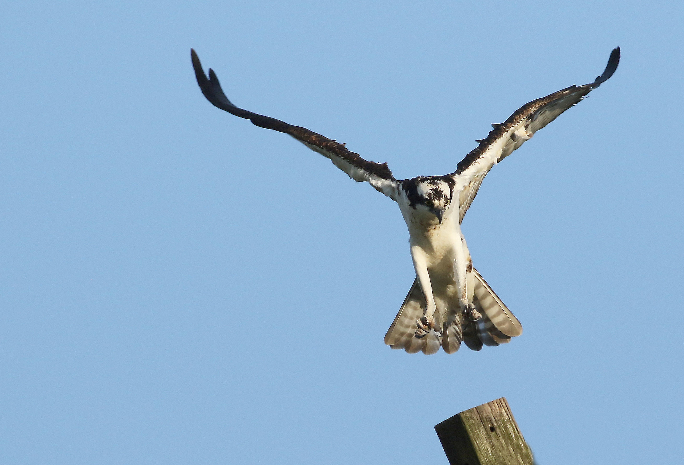 Per il pesce persico
