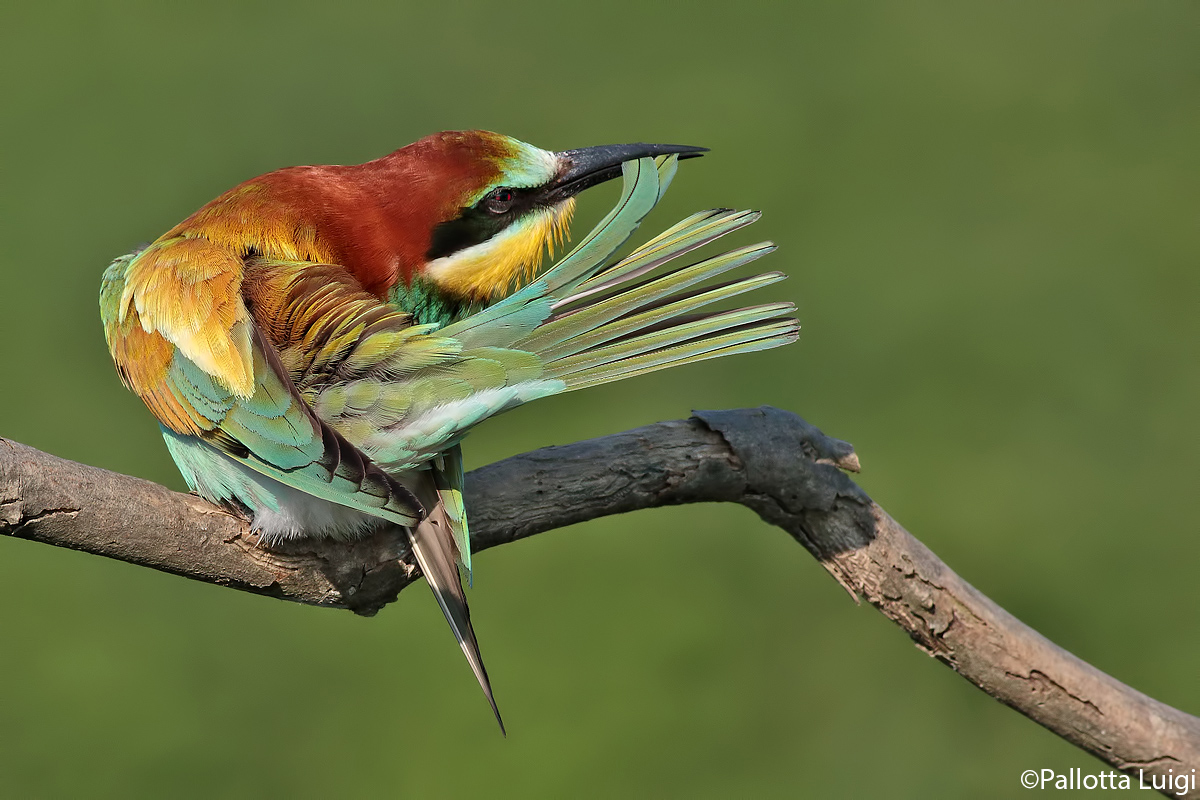 Gruccione (Merops opiaster) 2017