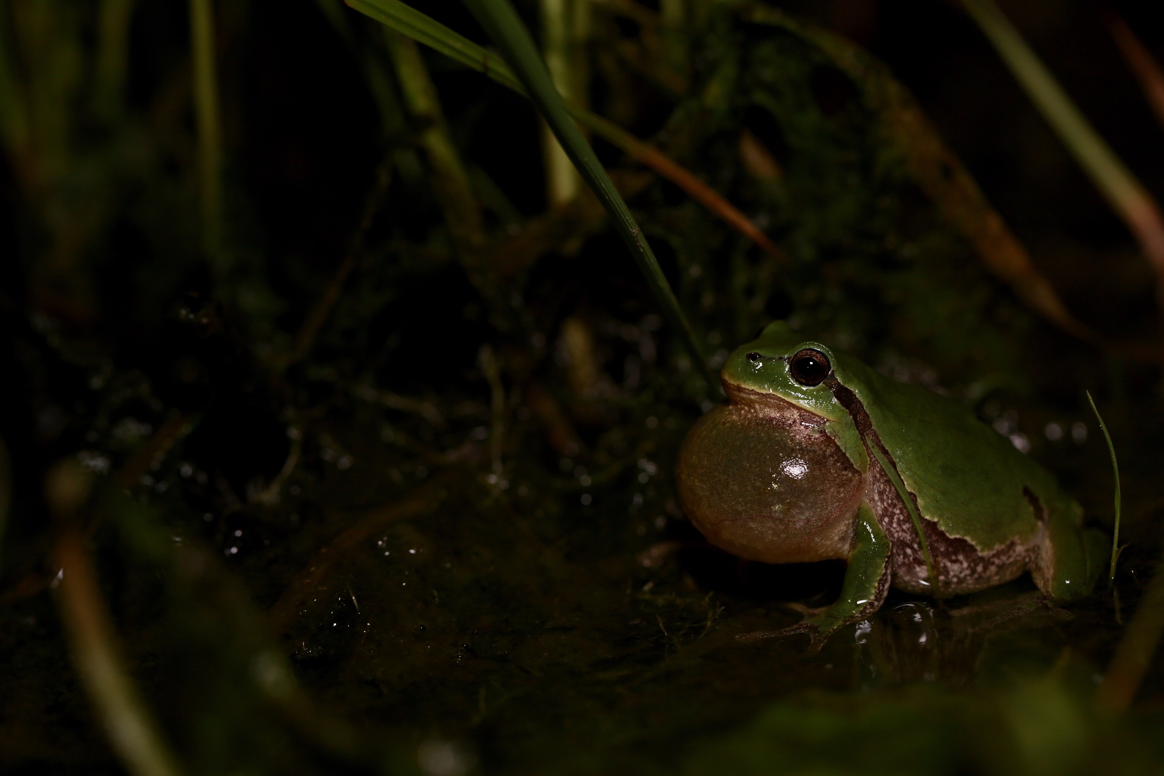 Hyla in canto