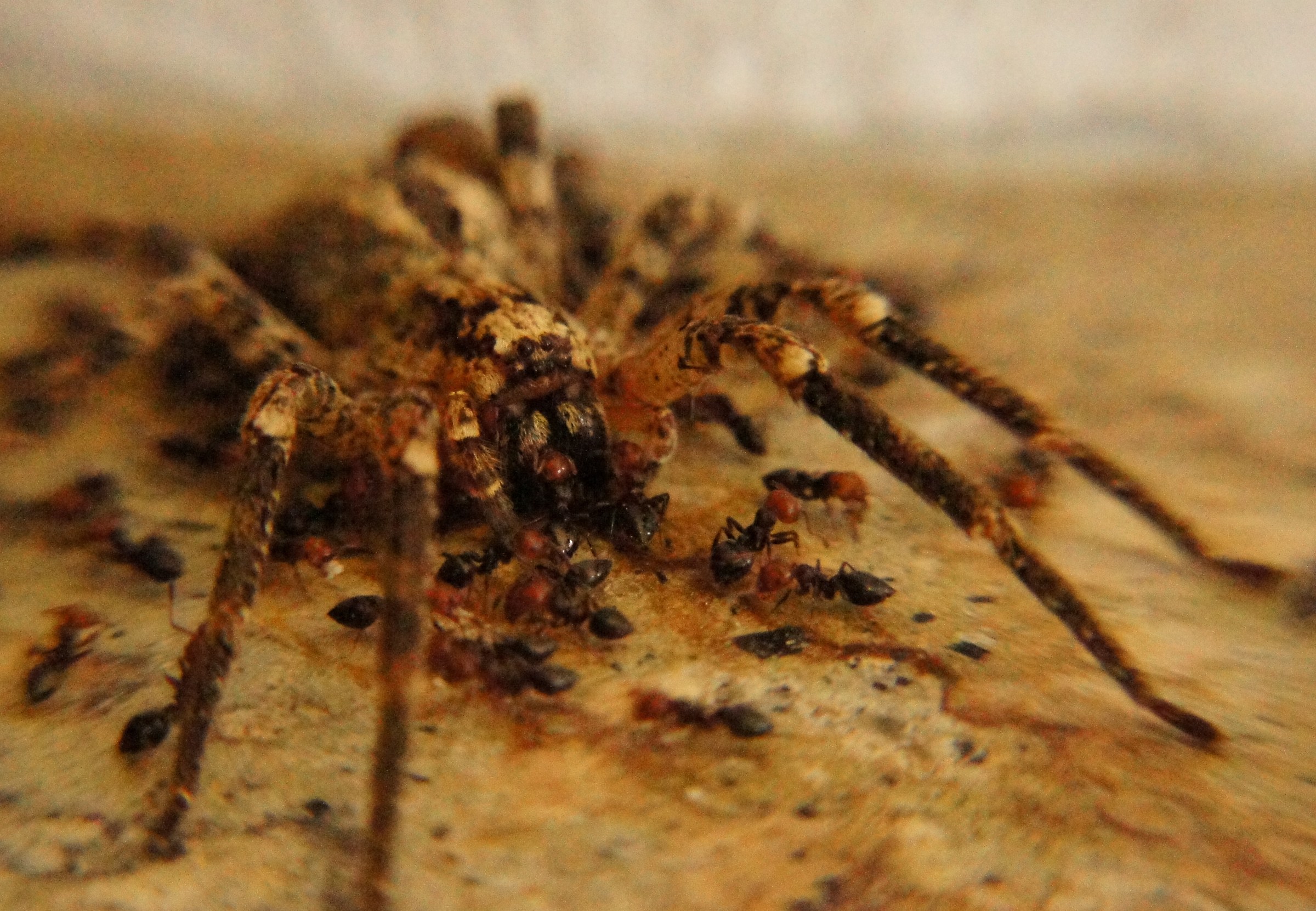 da predatore a preda