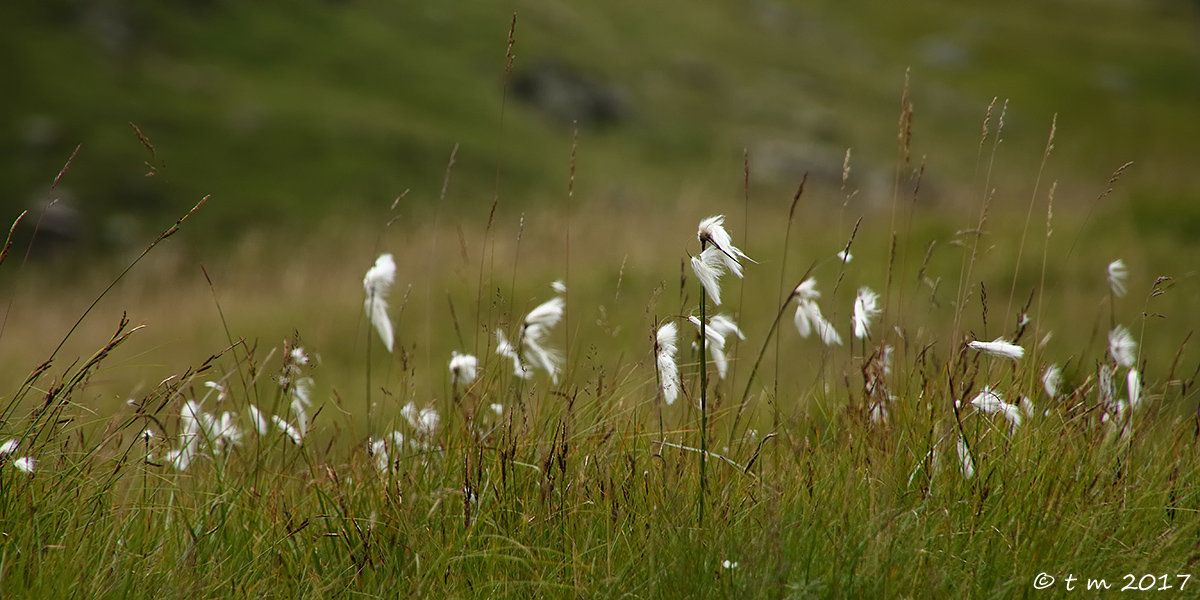 Cotton grass