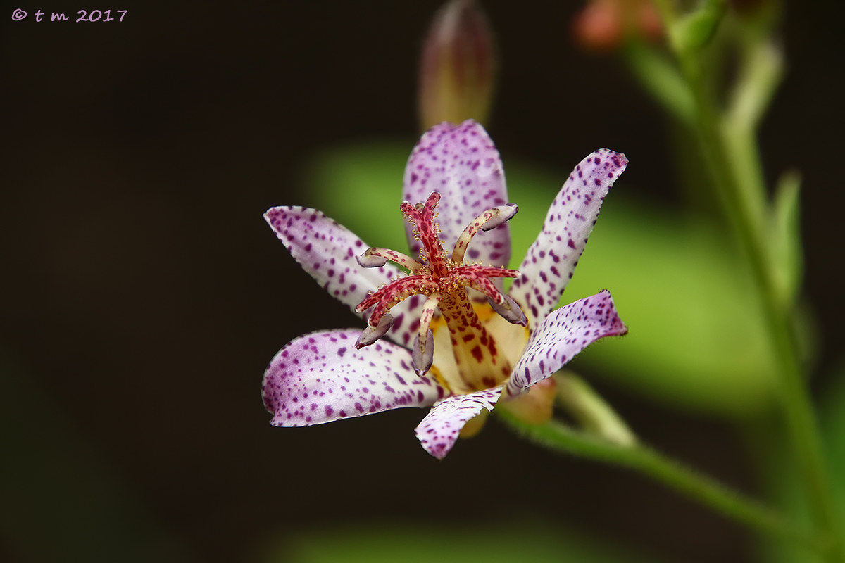 Formosa Toad Lily