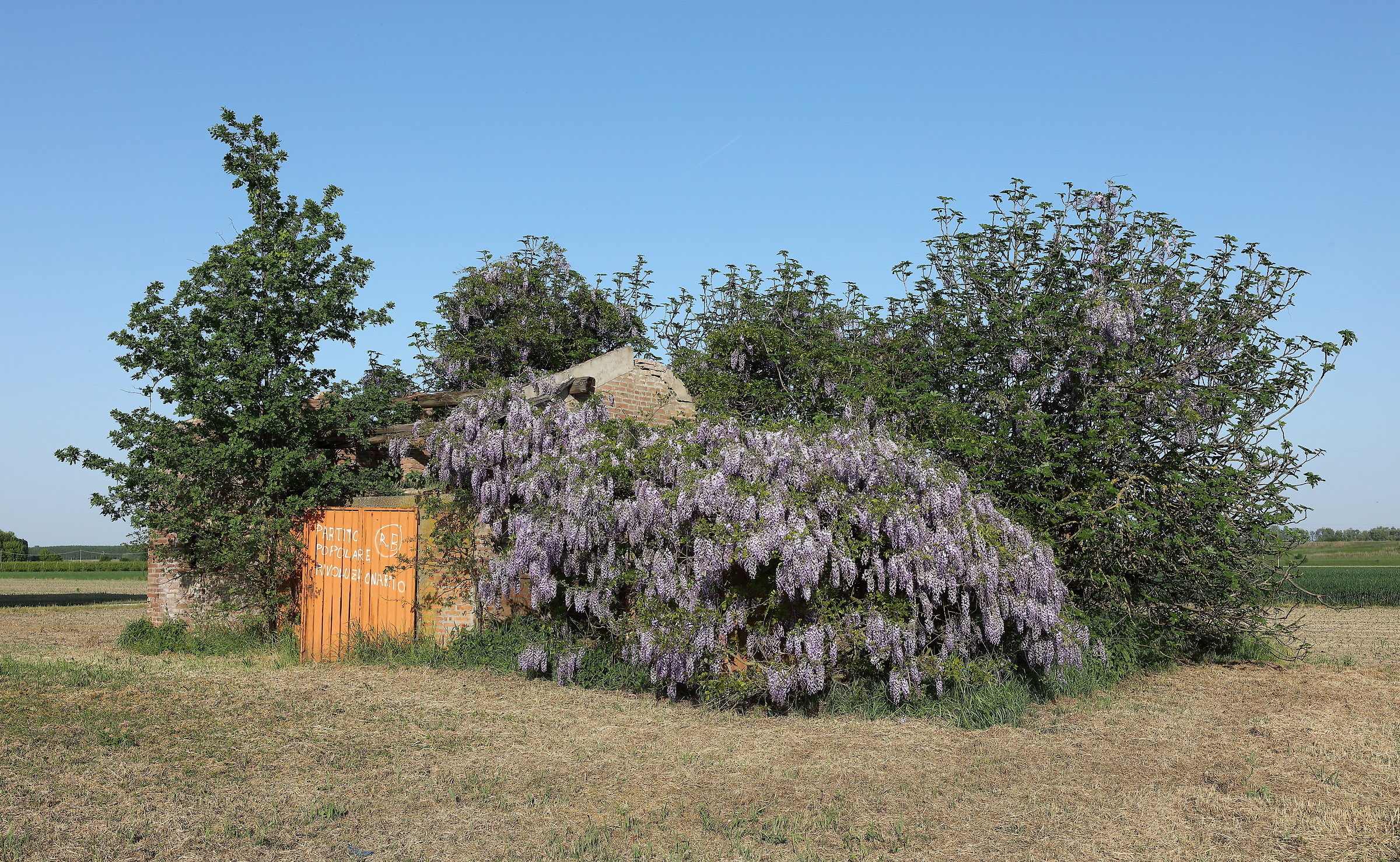 Wisteria and politics ...