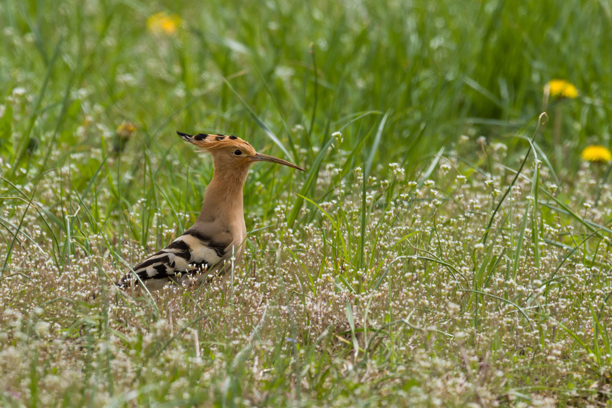 hoopoe