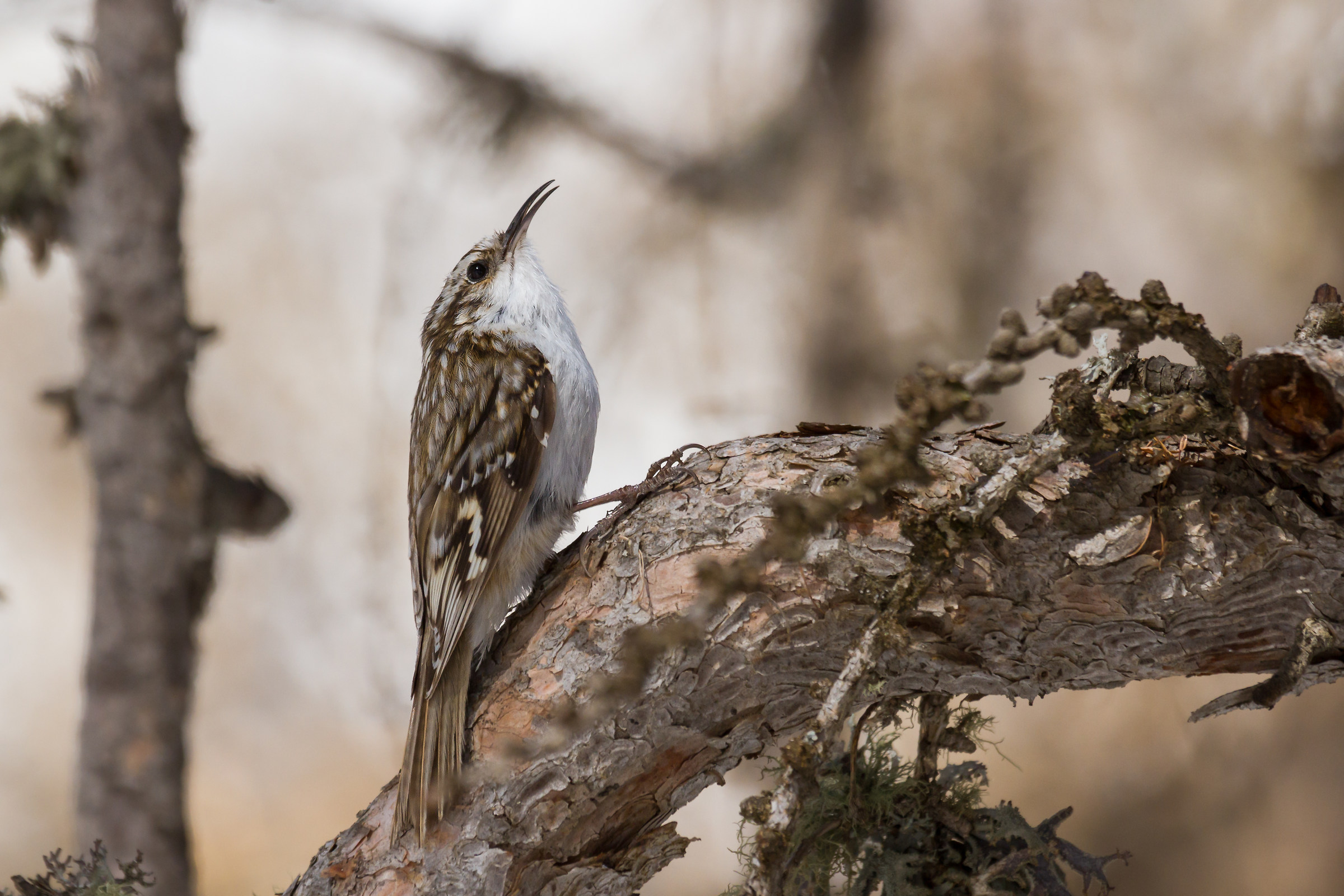 common treecreeper