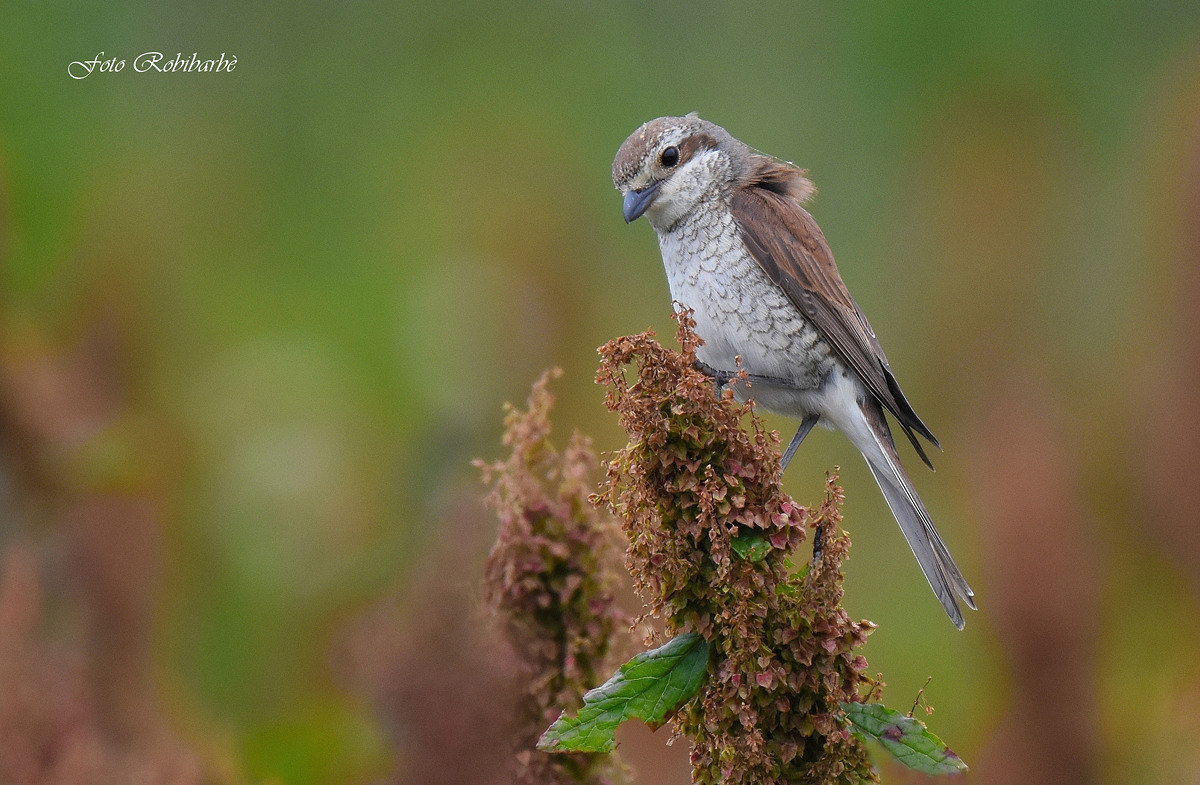 Shrike. female ...