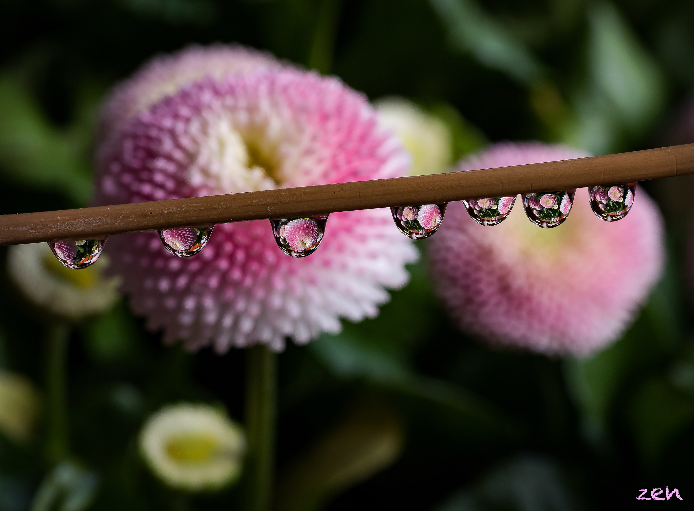 margherita inglese... gocce