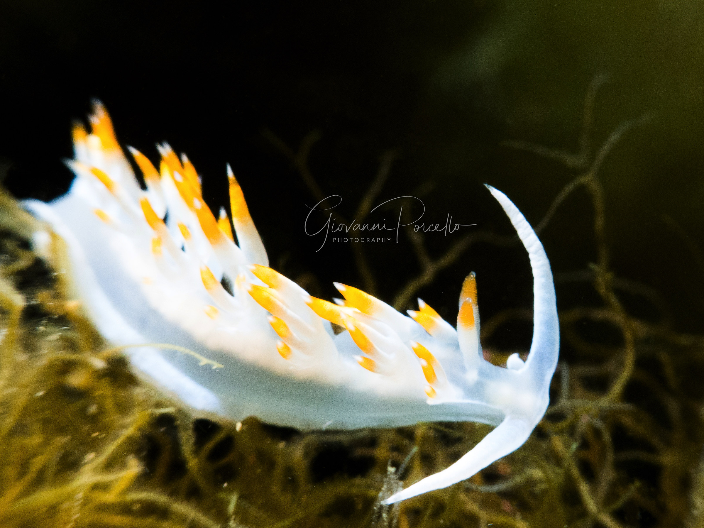 Flabellina bianca