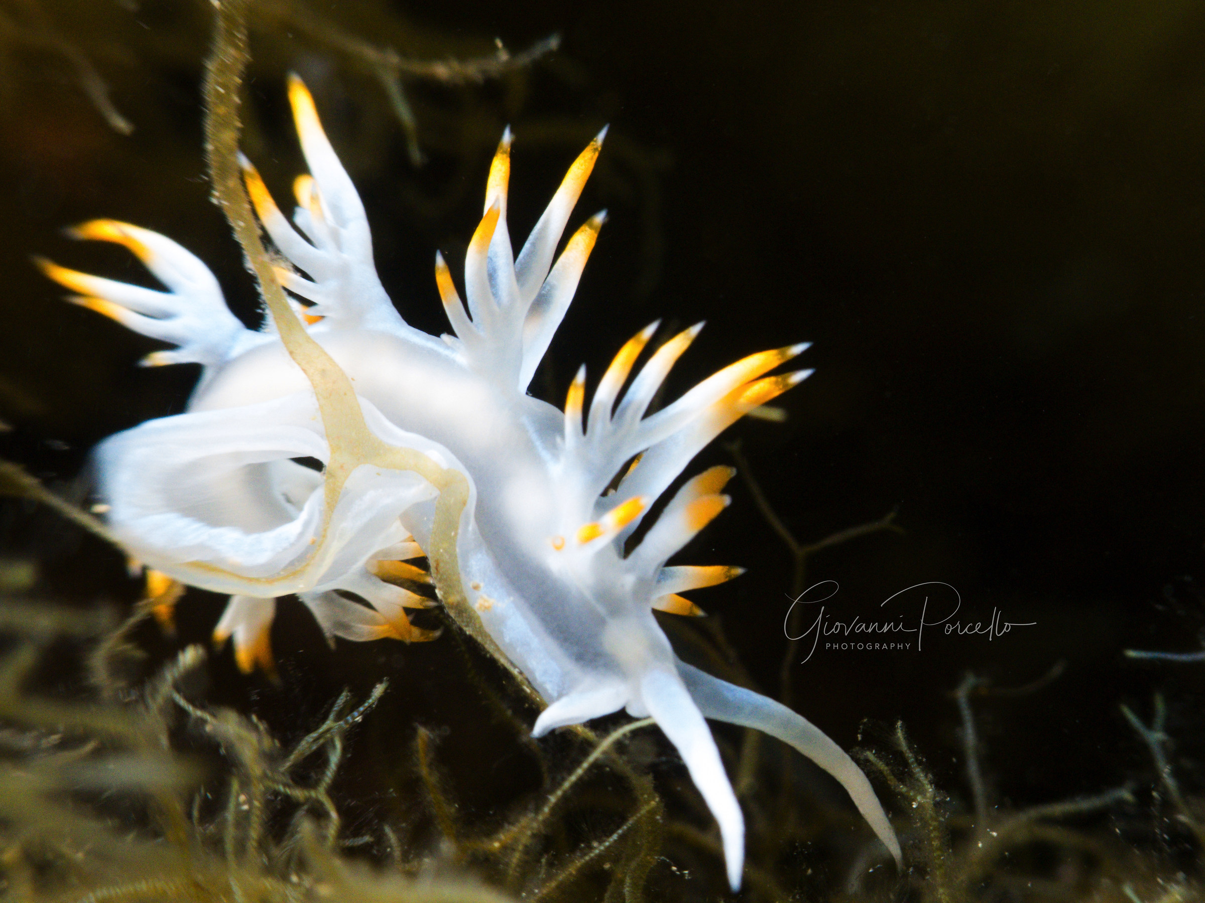 Flabellina bianca
