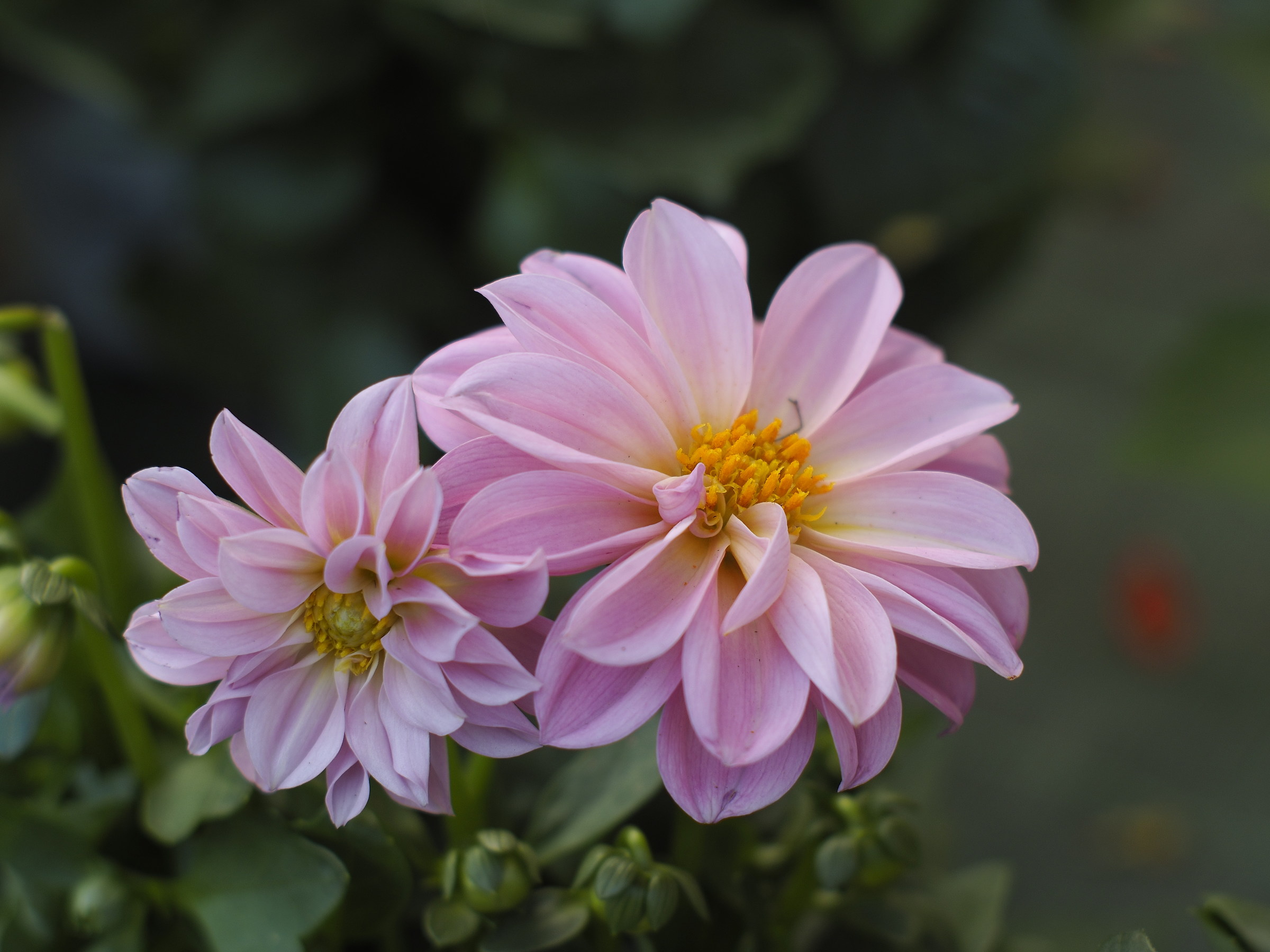 yashica-dx 50mm f1.4