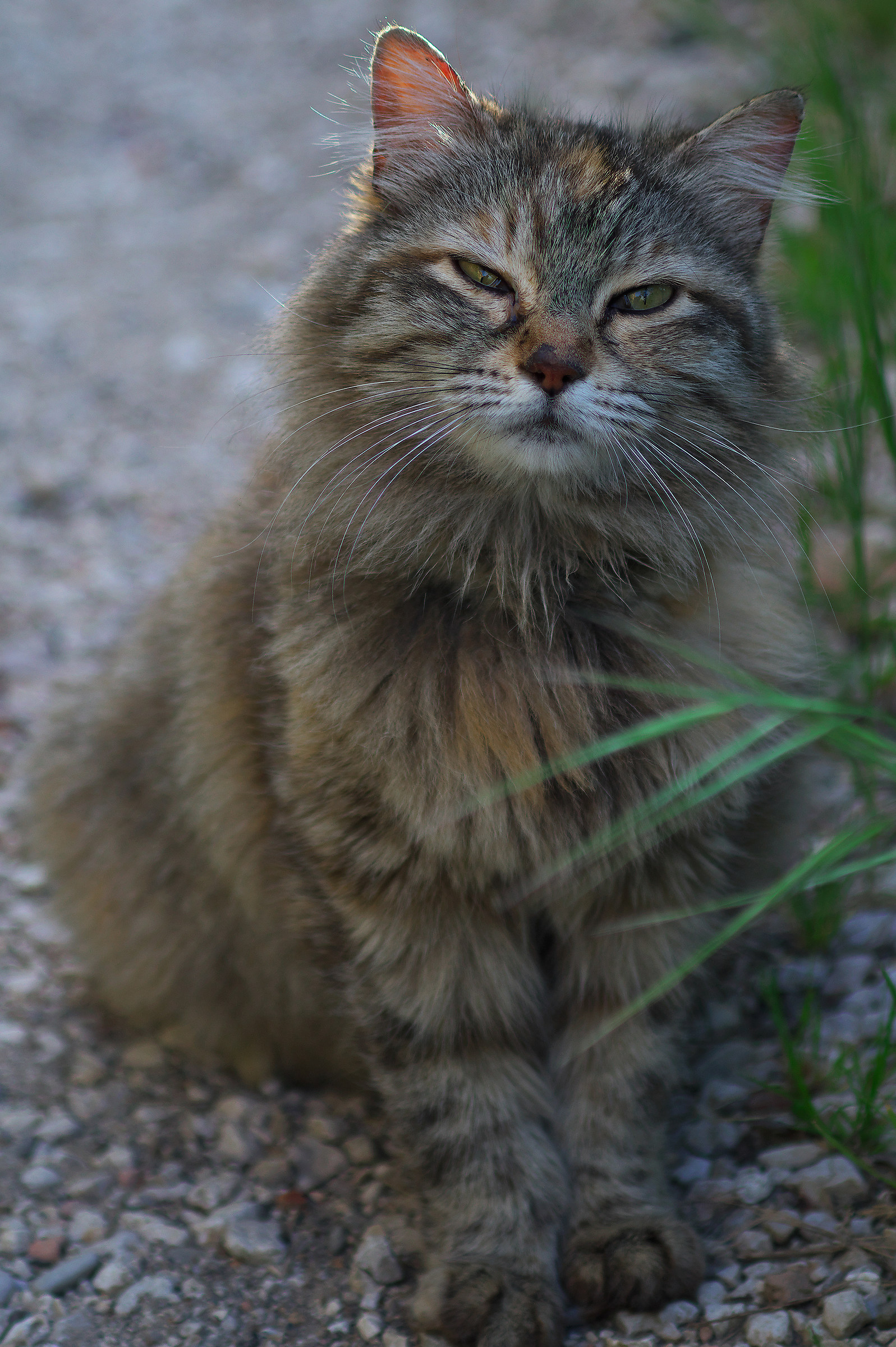 Il Baffone(Ritratto)