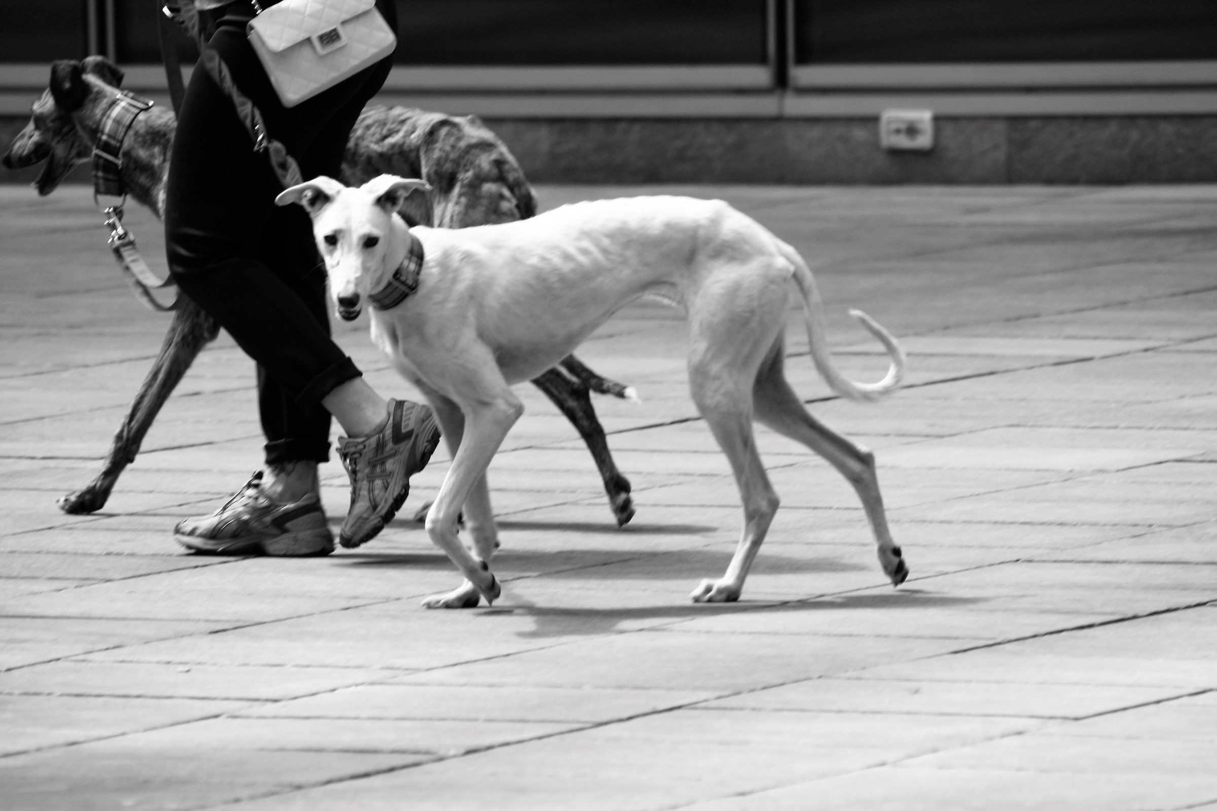 portando a spasso la padrona