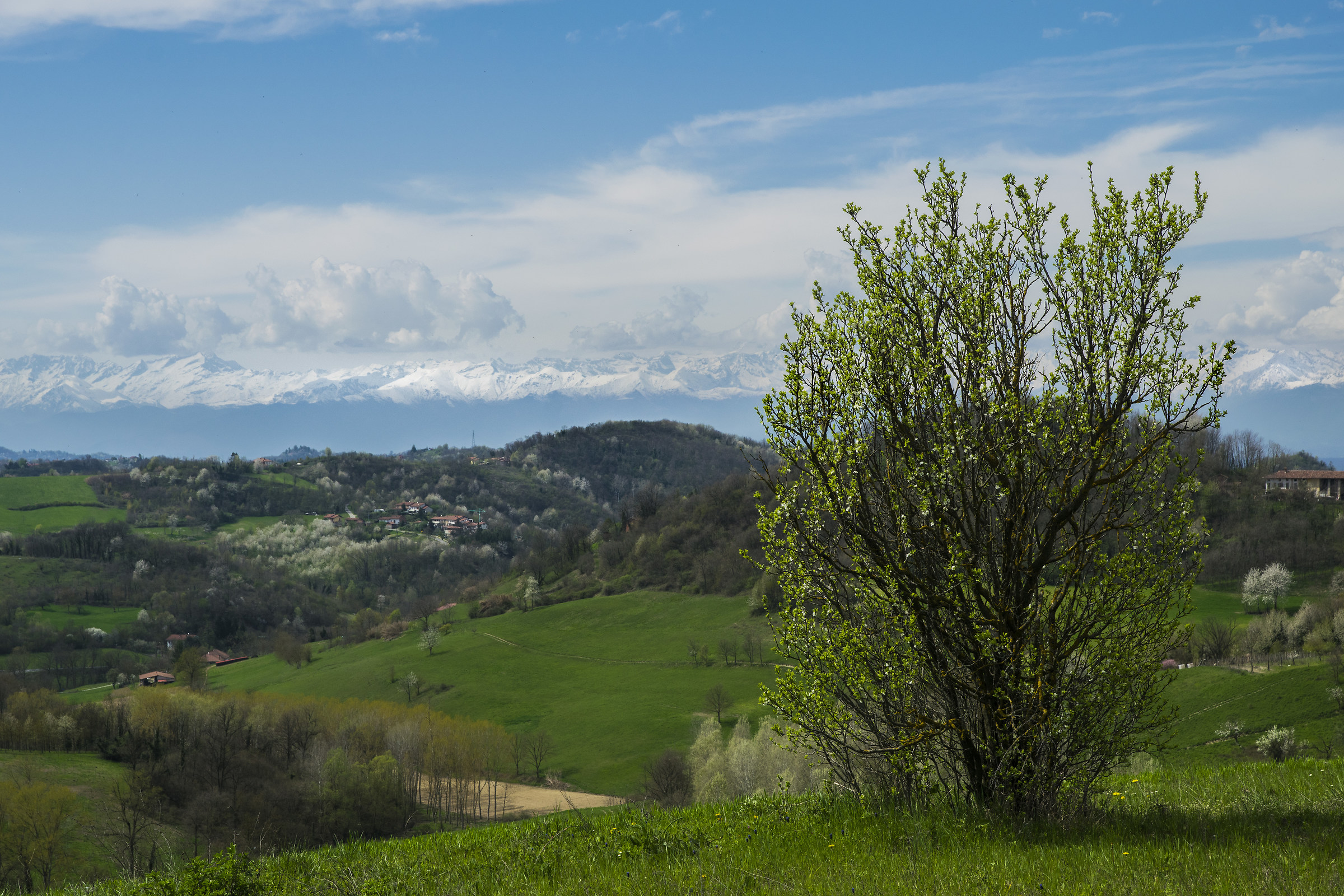 Piedmont Spring