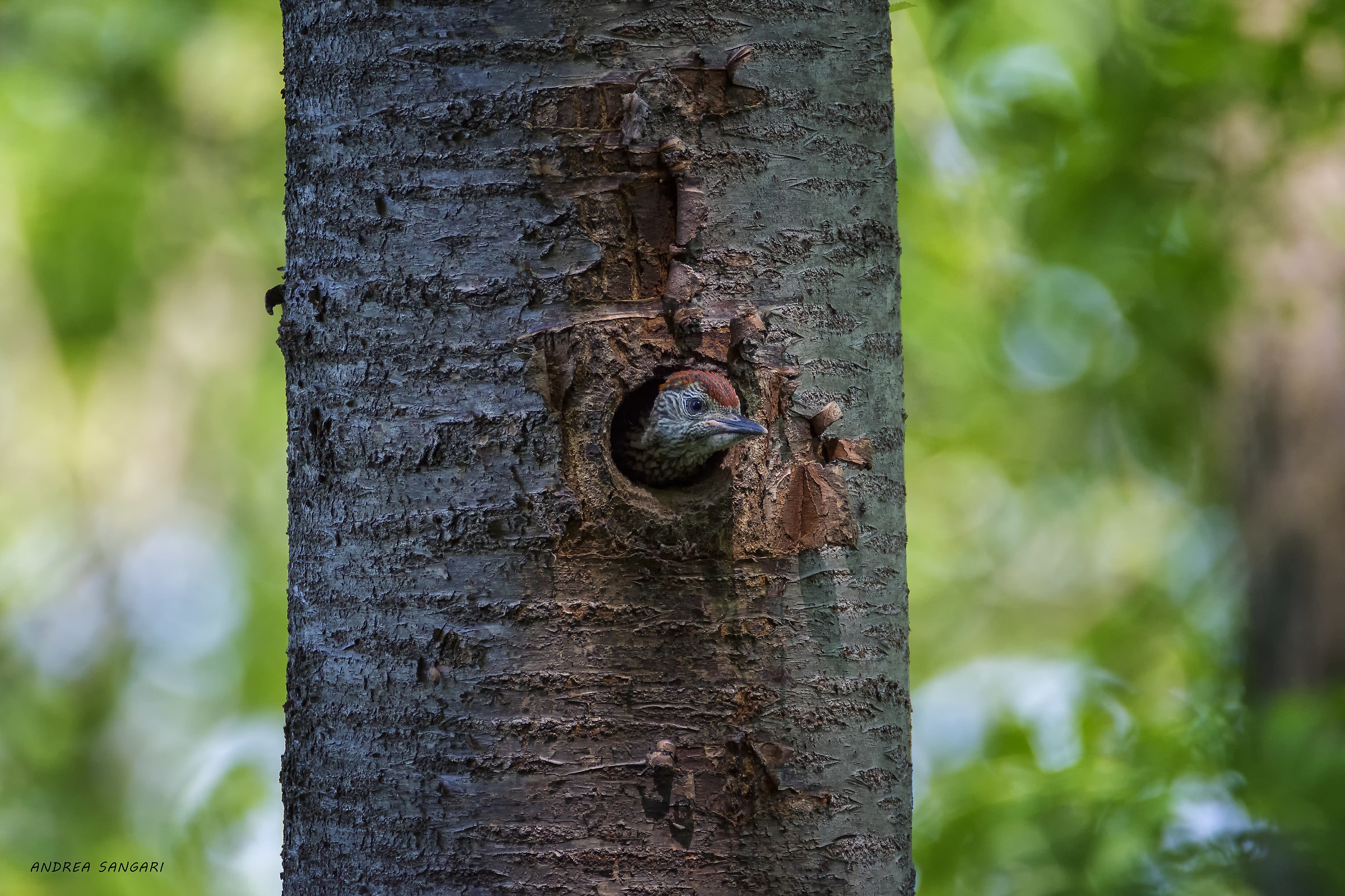Pullo di picchio verde affamato