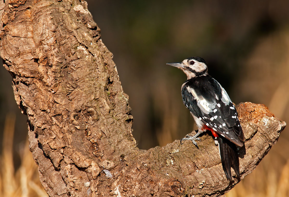 picchio rosso maggiore sardo