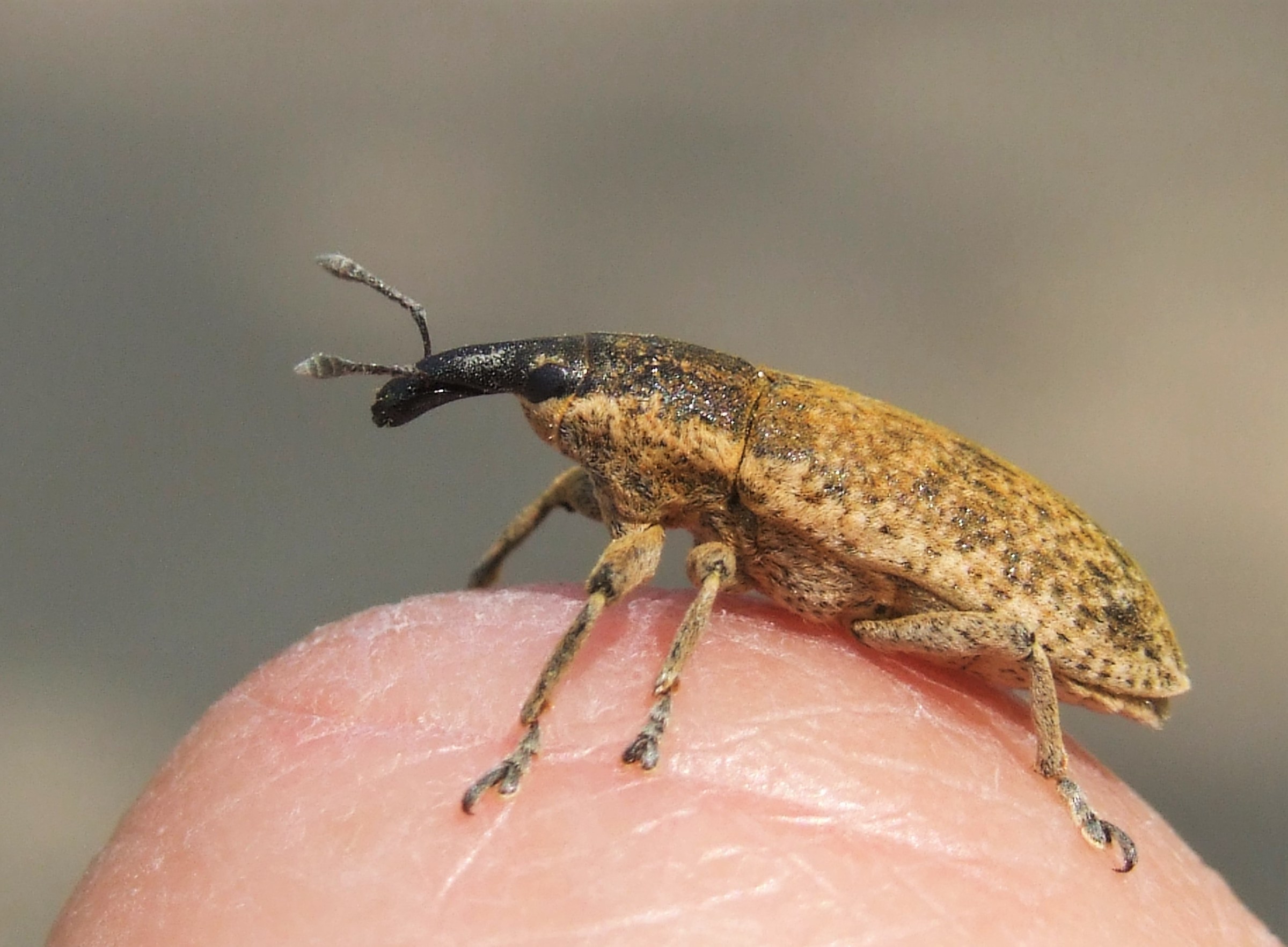 "Lixus pulverulentus" female