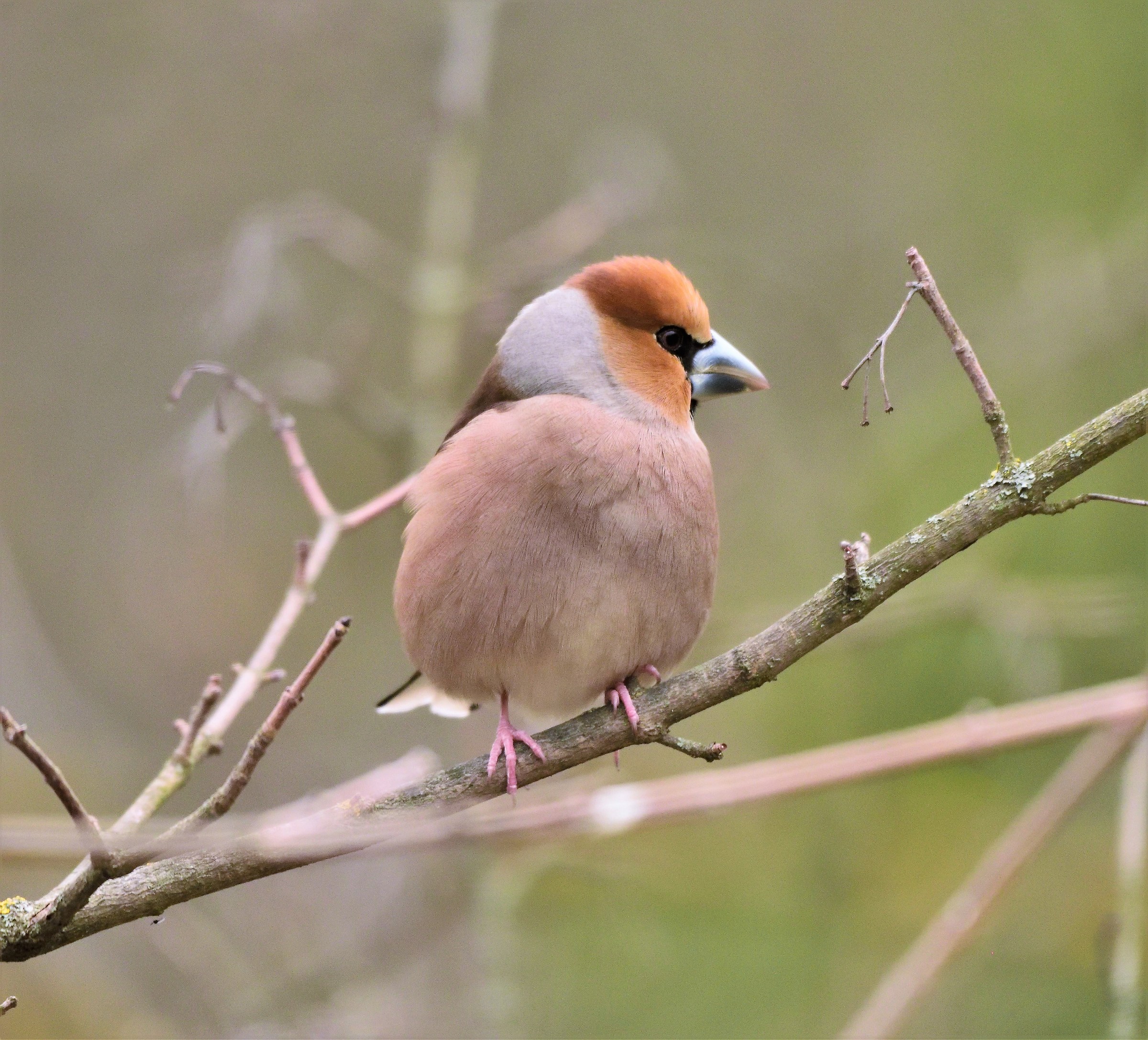 hawfinch