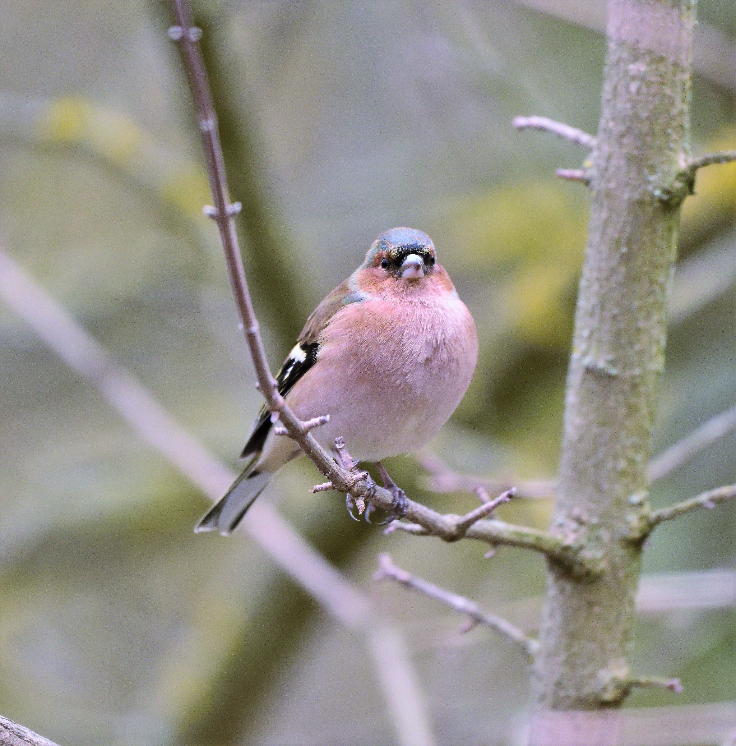 male chaffinch